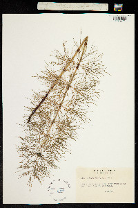 Equisetum sylvaticum image