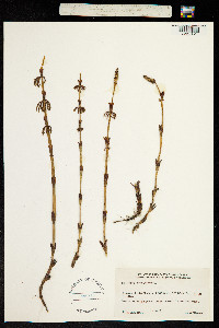 Equisetum sylvaticum image