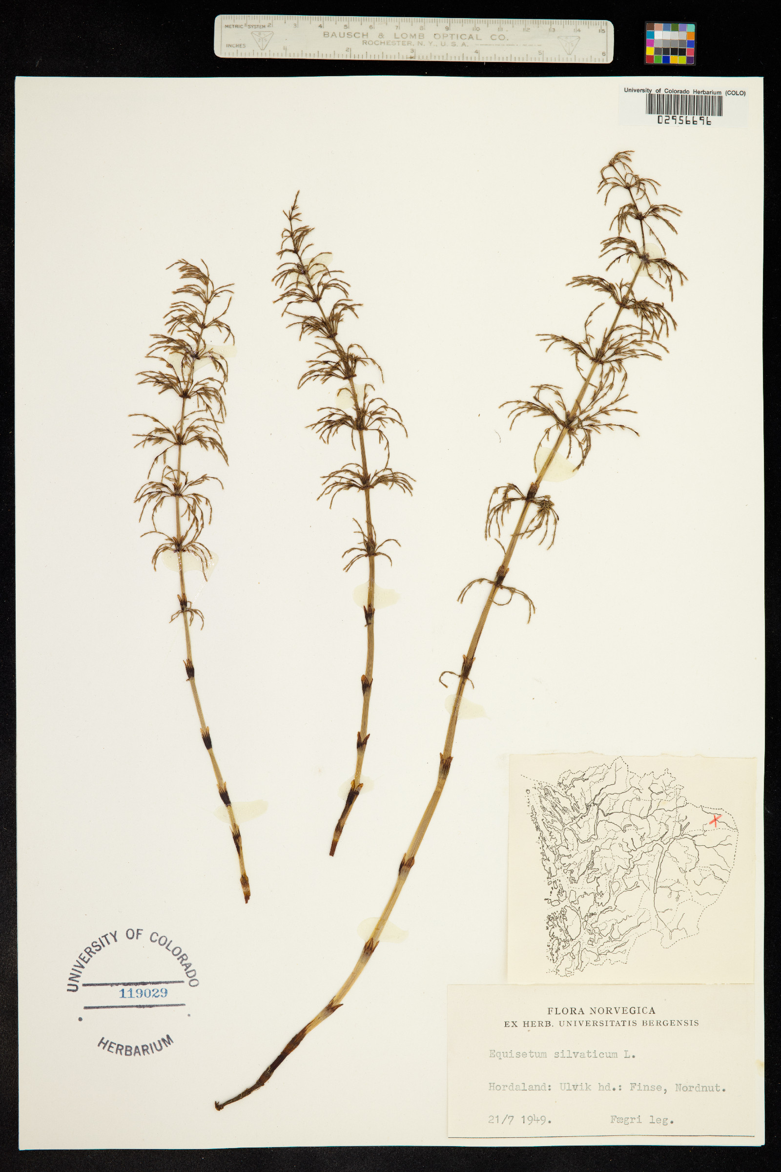 Equisetum image