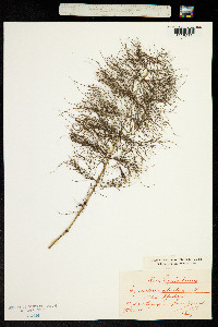 Equisetum sylvaticum image