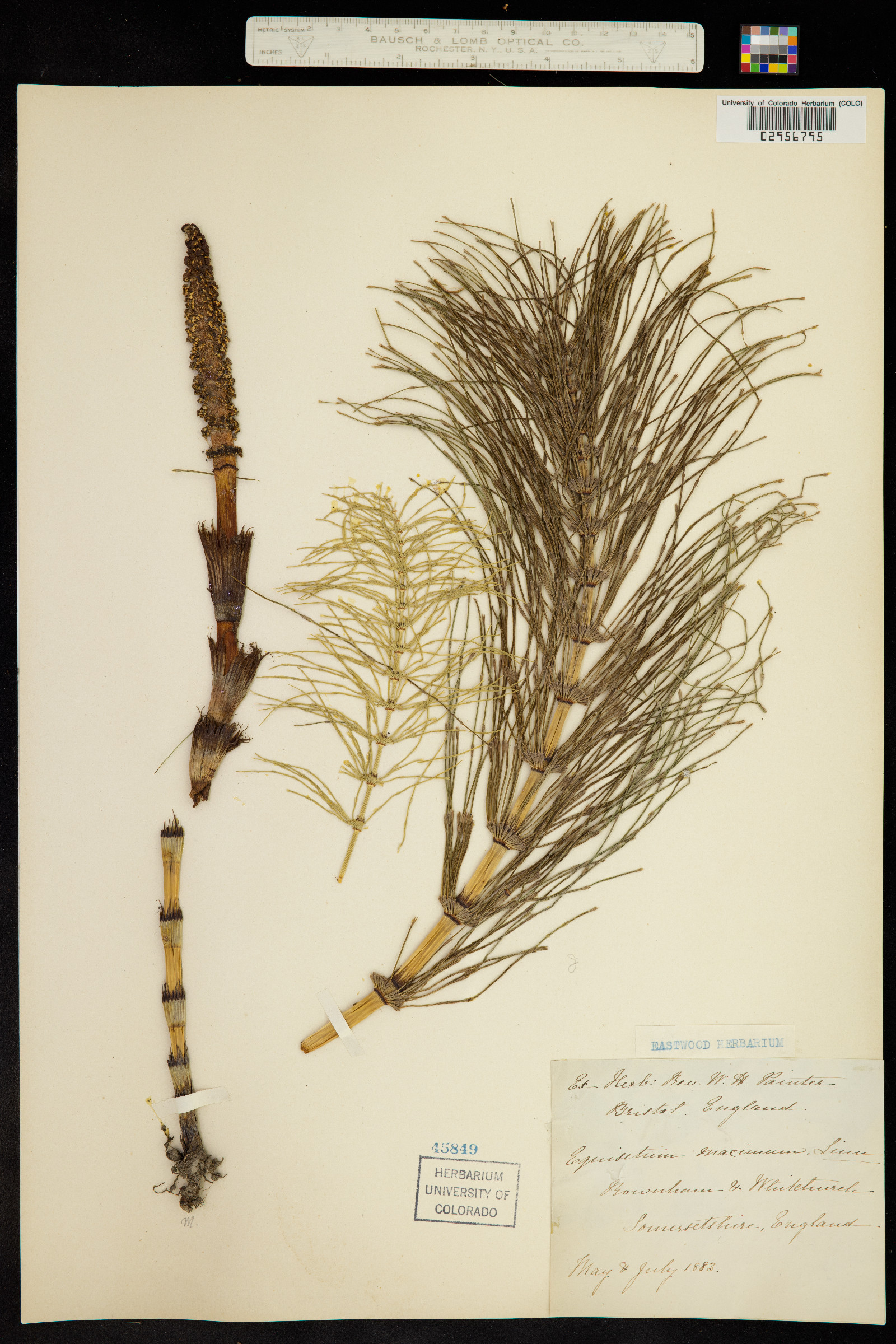 Equisetum telmateia image