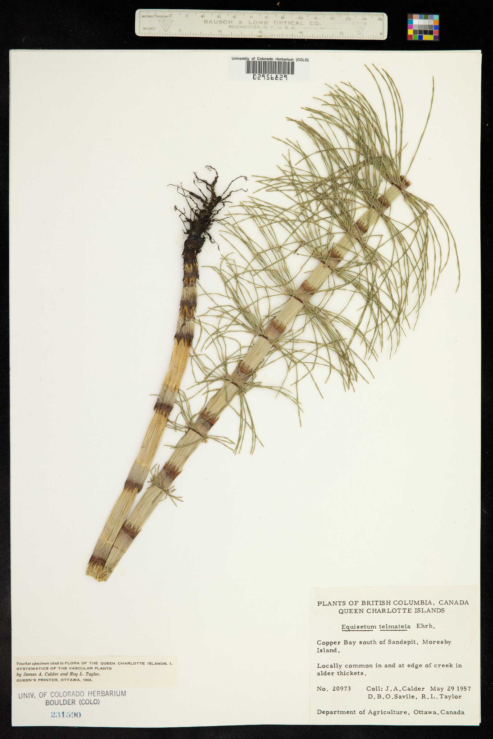 Equisetum telmateia image