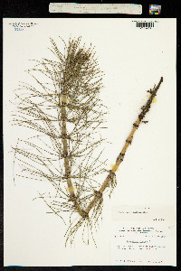 Equisetum telmateia image