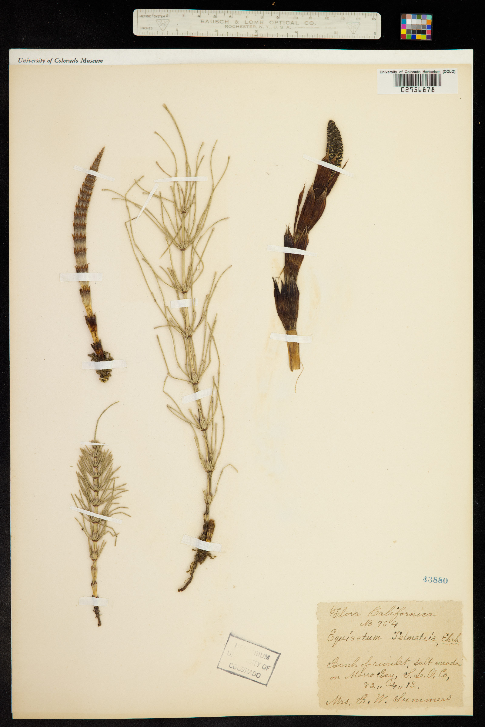 Equisetum telmateia image