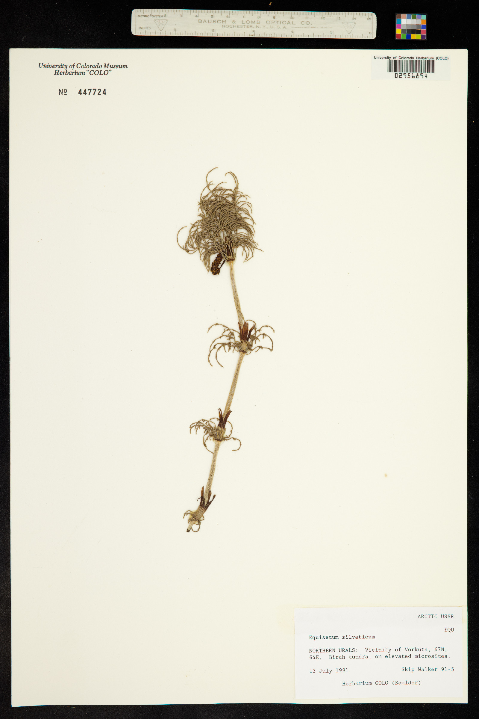 Equisetum sylvaticum image