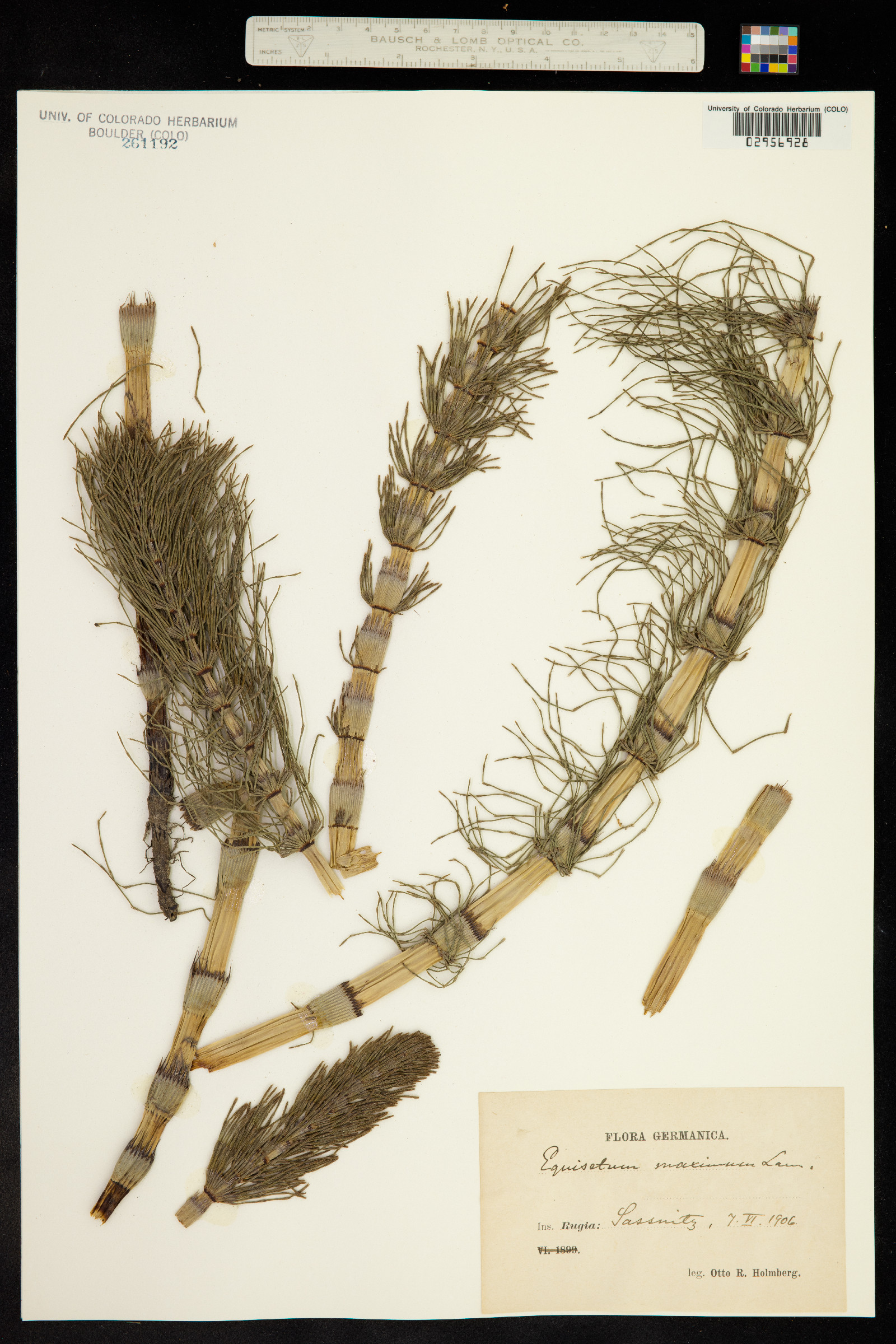 Equisetum telmateia image