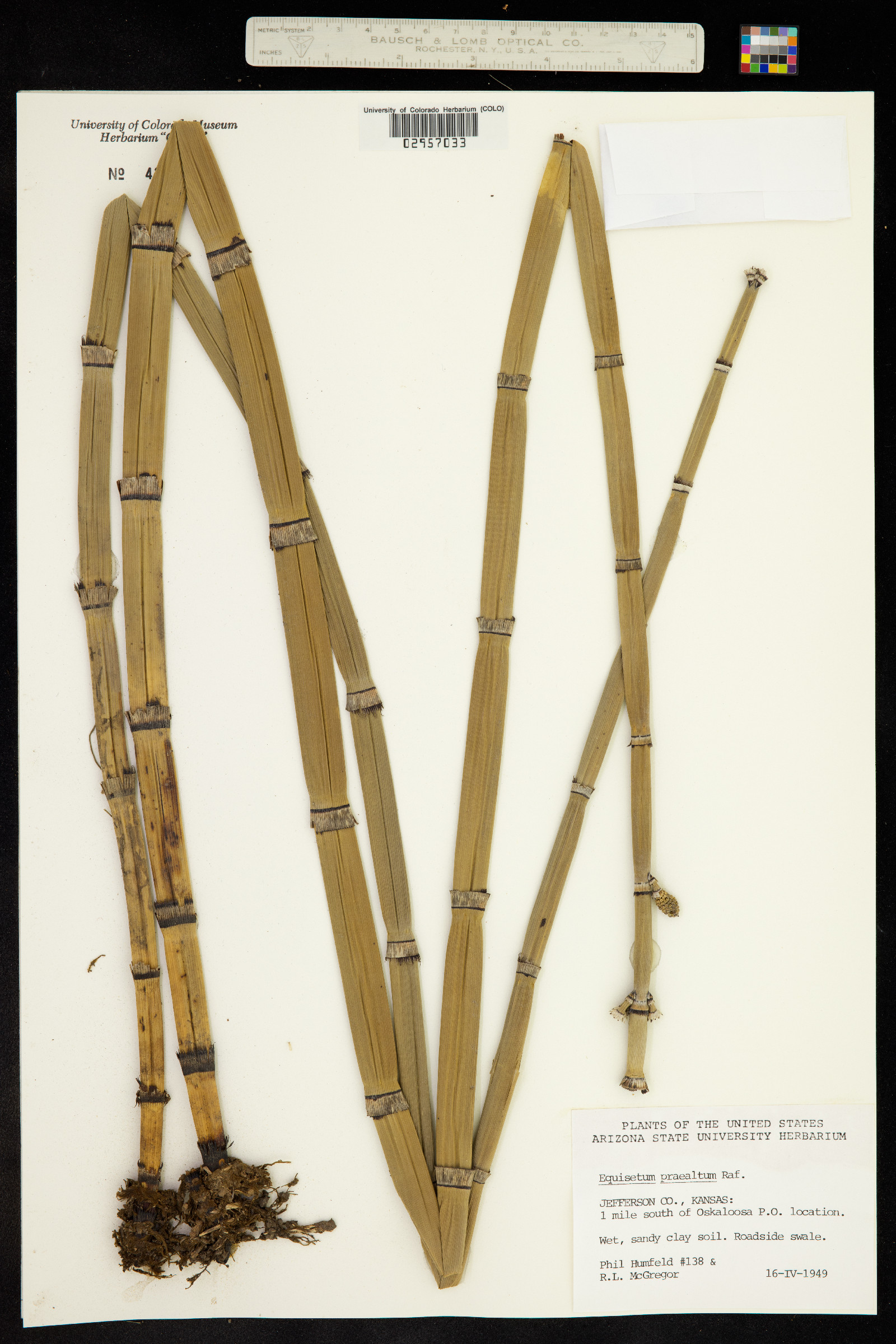 Equisetum hyemale image