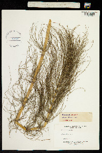 Image of Equisetum braunii