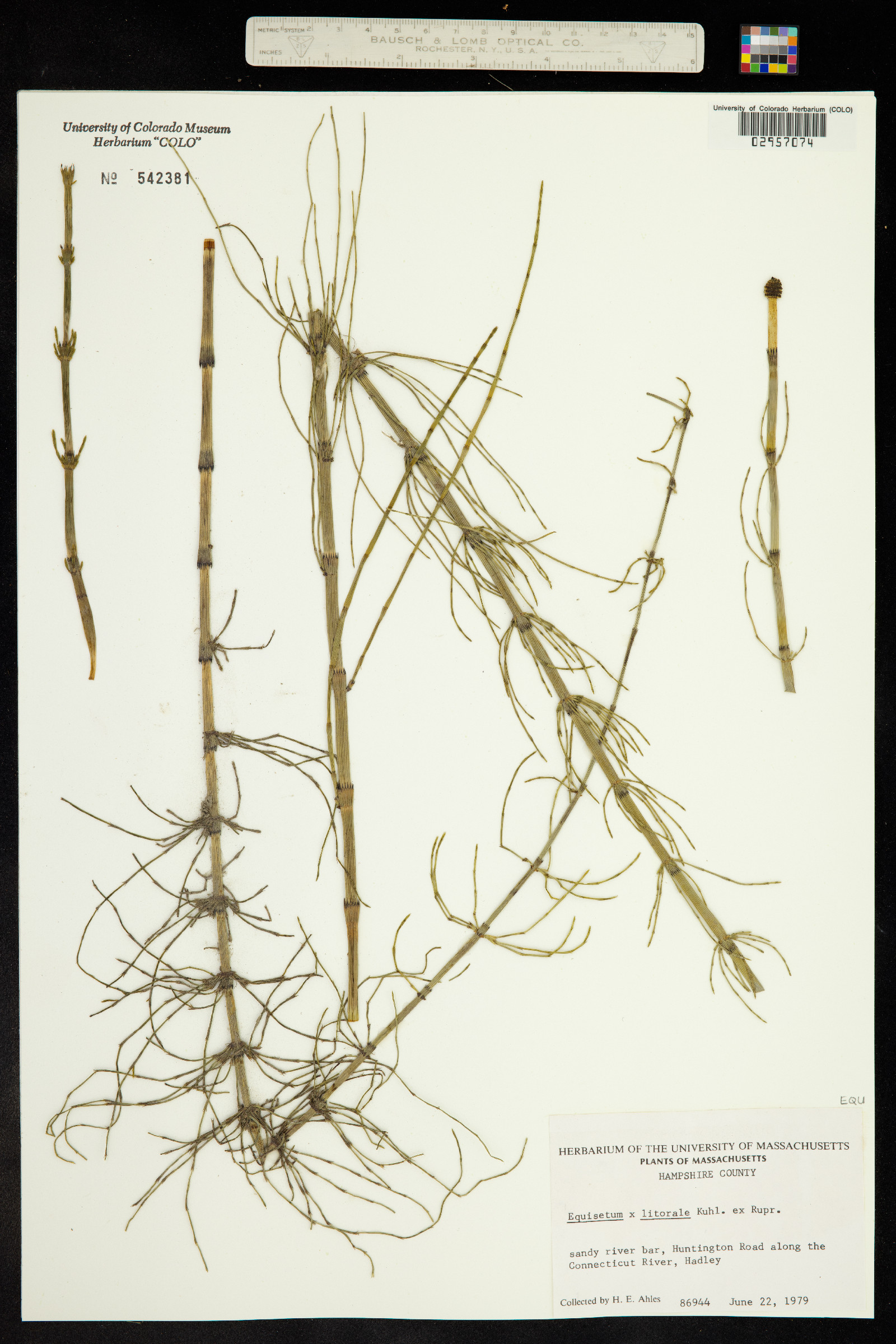 Equisetum × litorale image