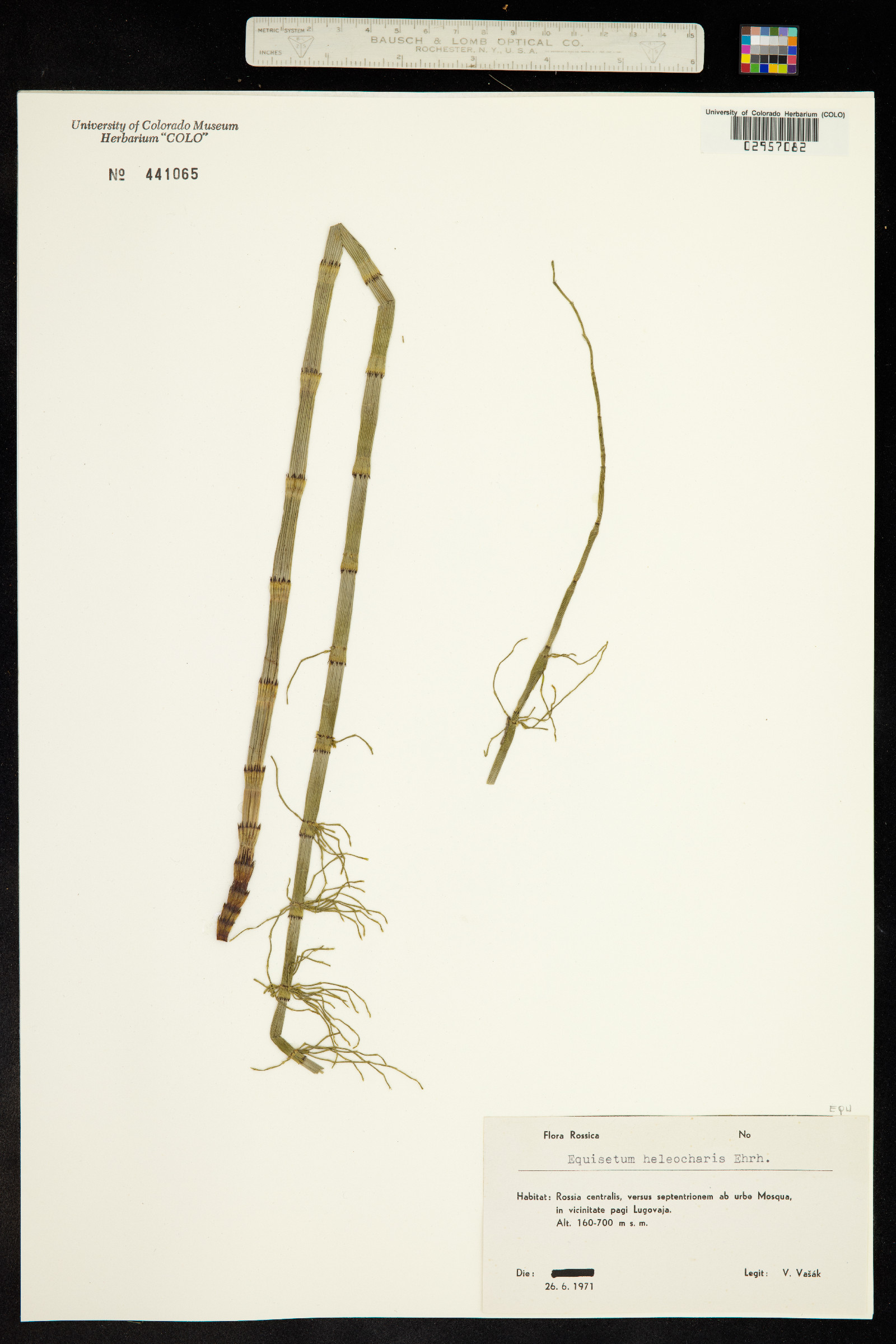 Equisetum heleocharis image