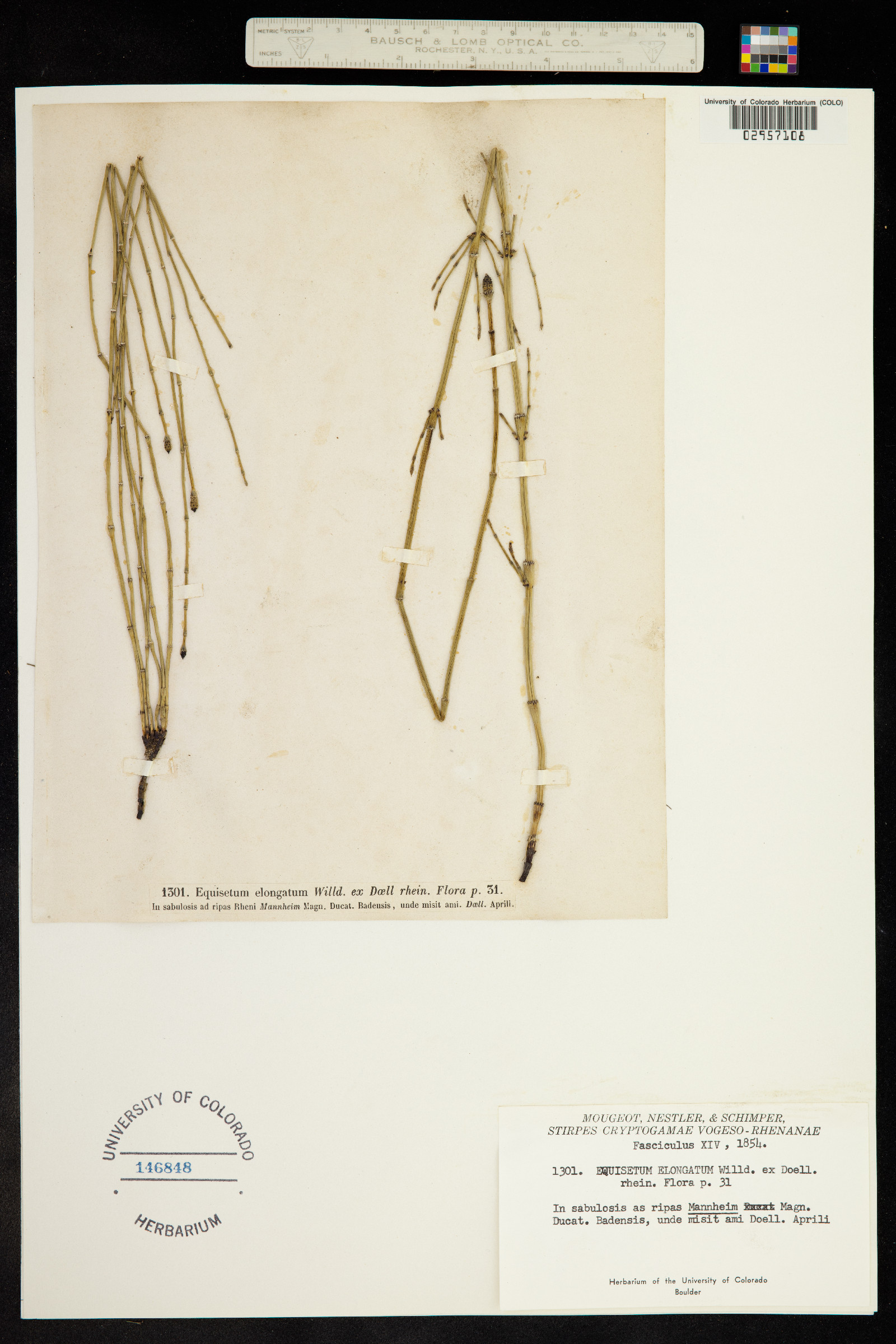 Equisetum ramosissimum image