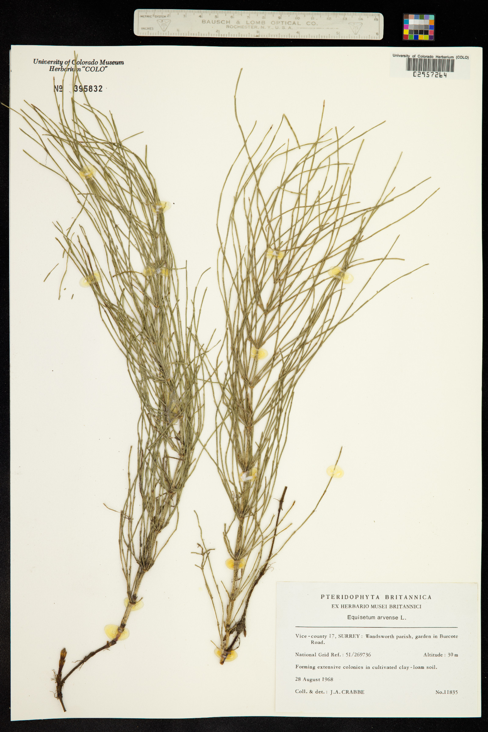 Equisetum arvense image