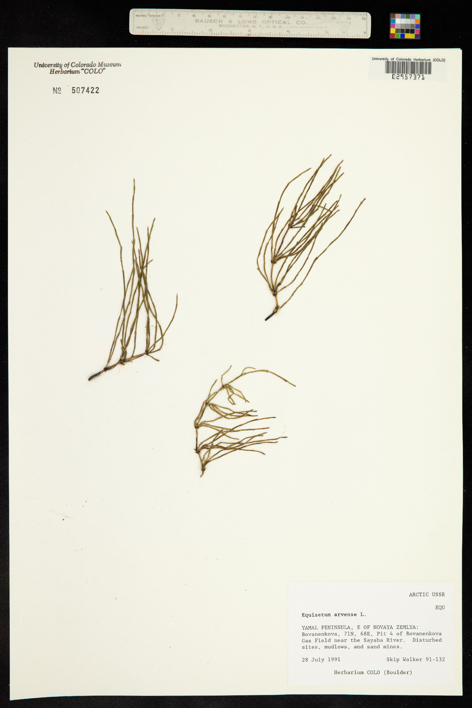 Equisetum arvense image