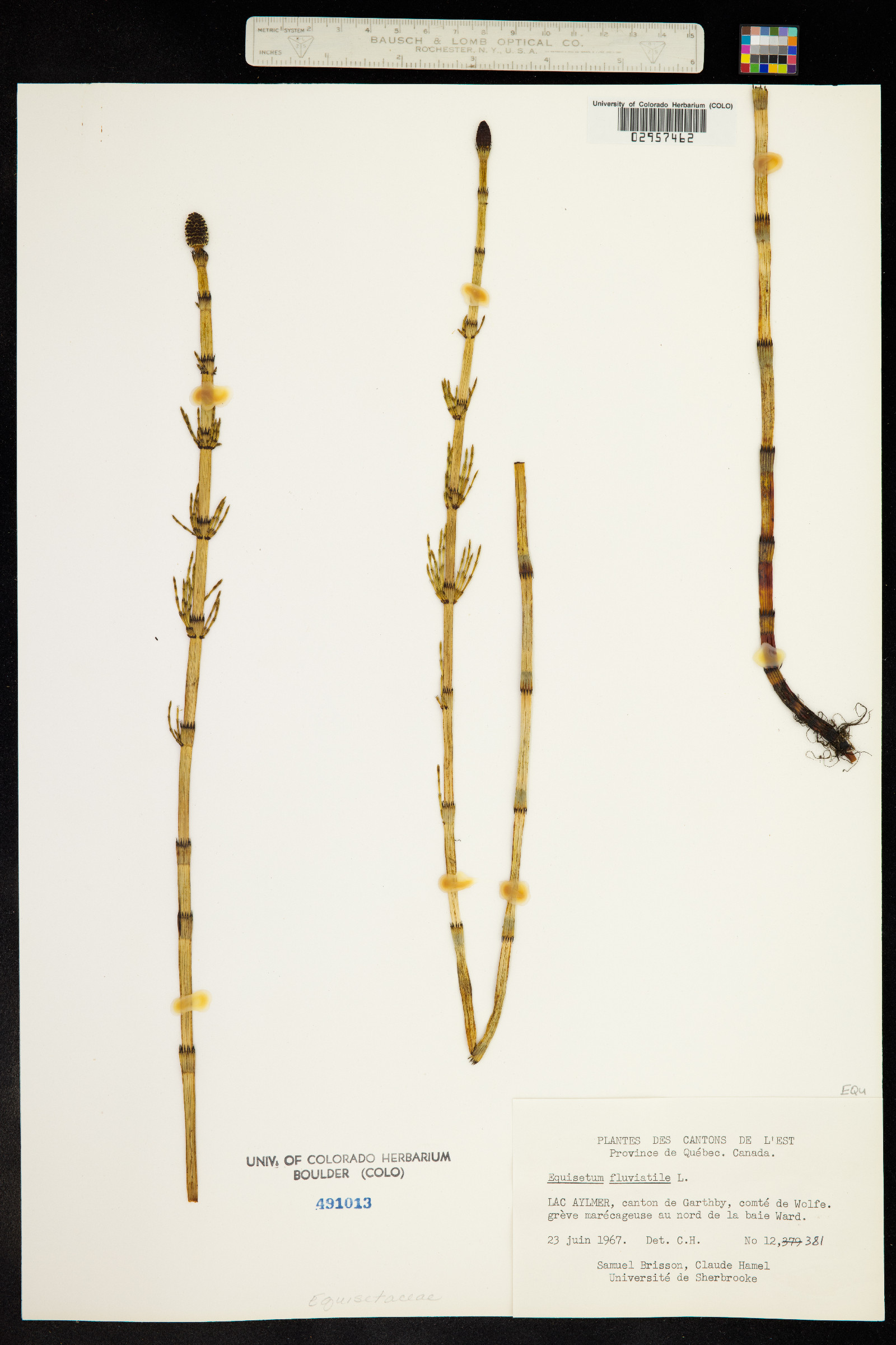 Equisetum fluviatile image