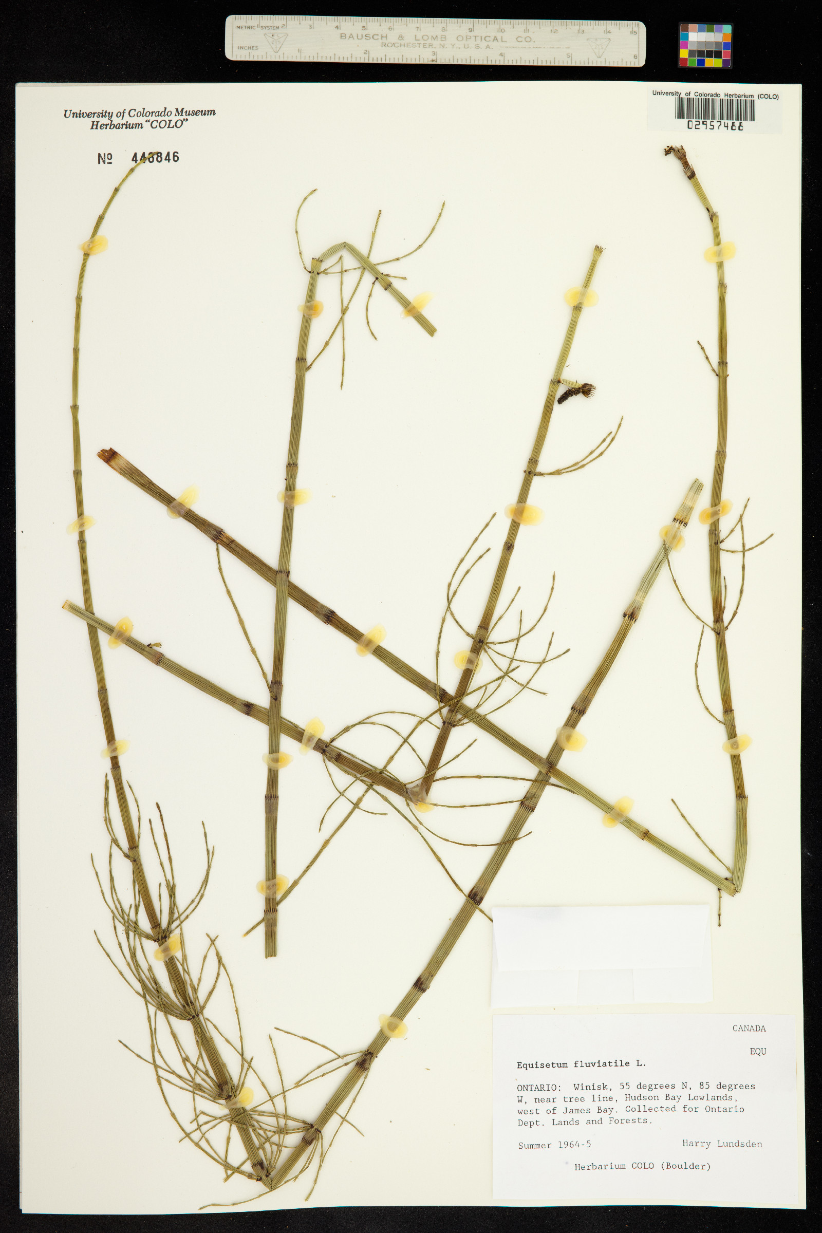 Equisetum fluviatile image