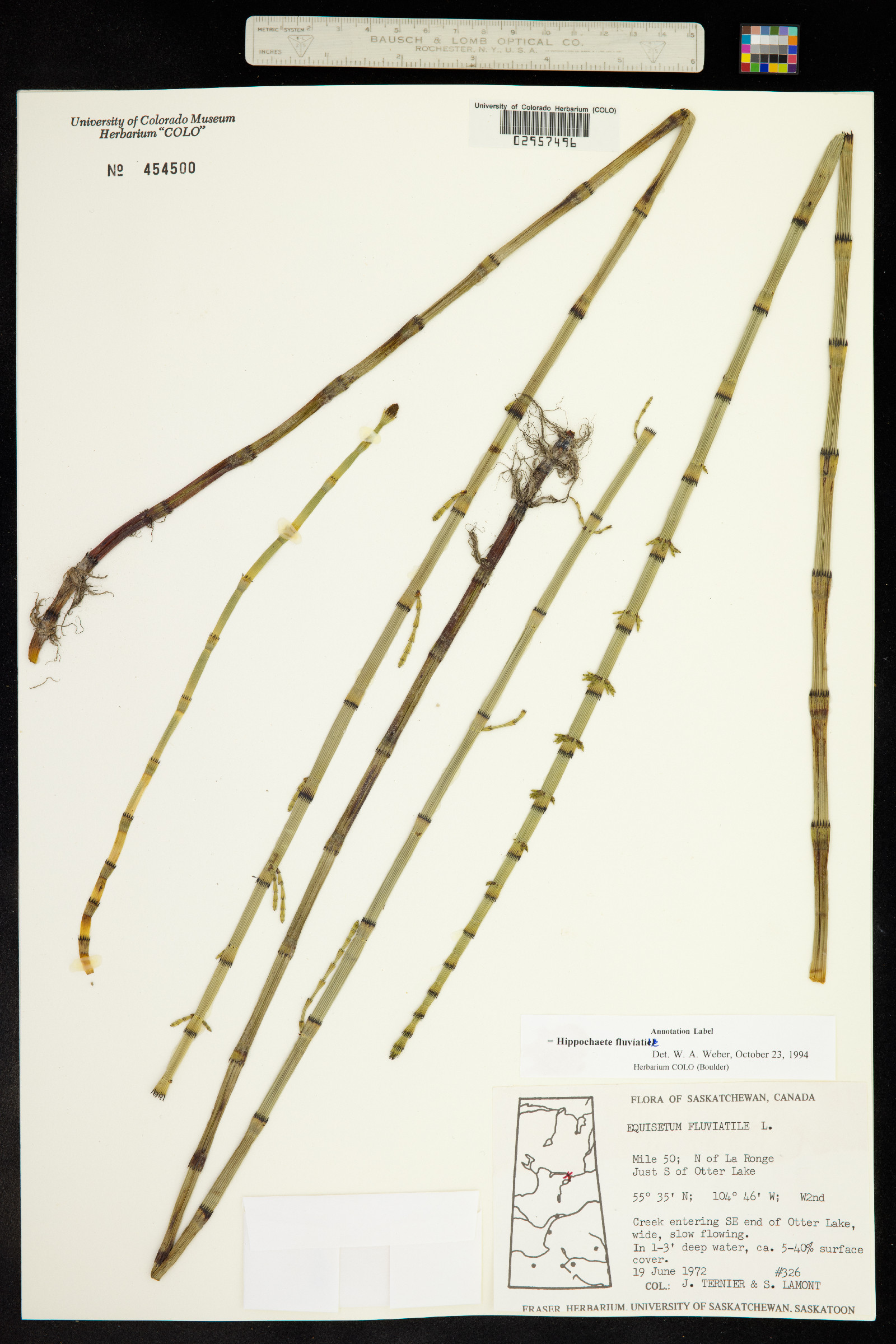Equisetum fluviatile image