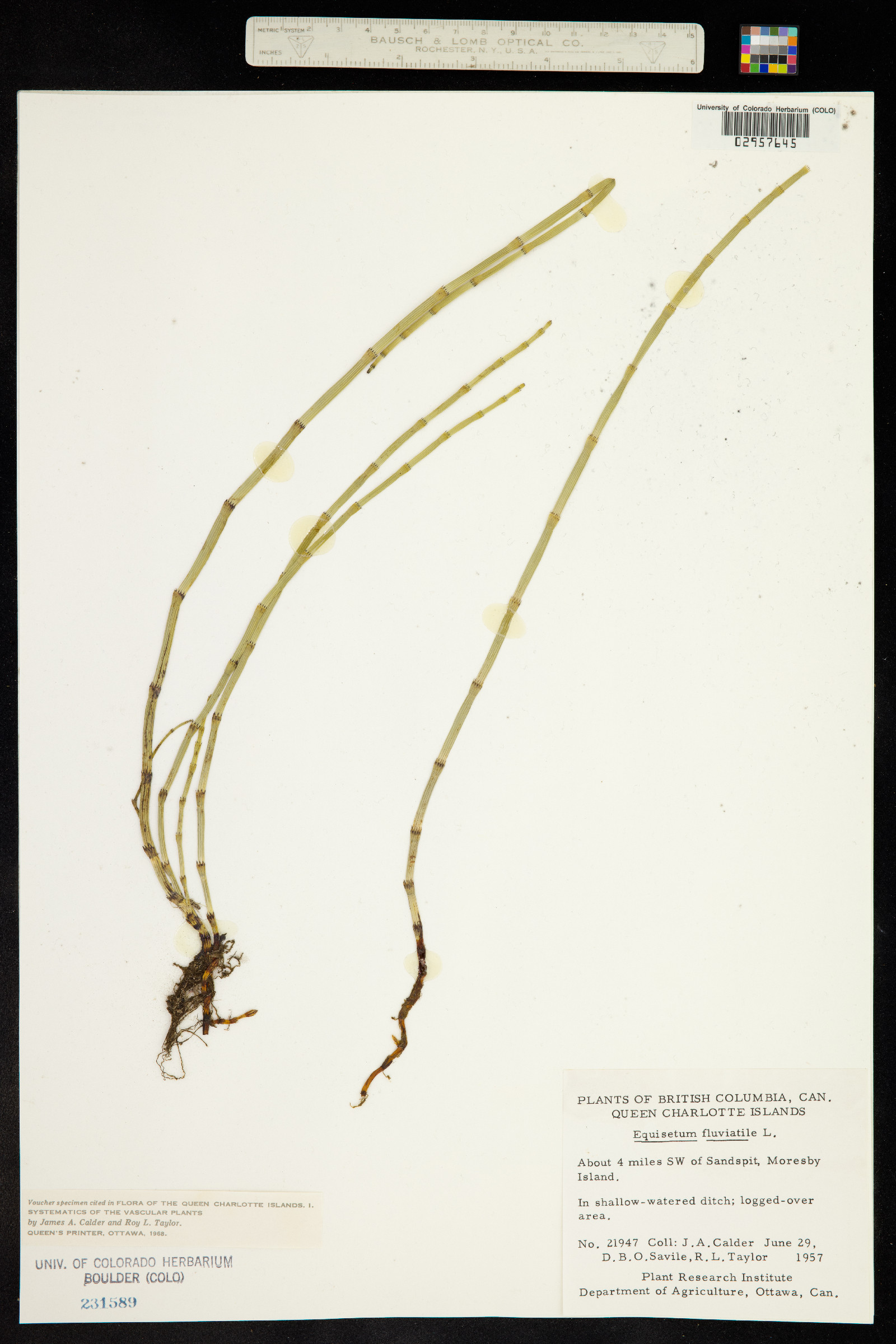 Equisetaceae image