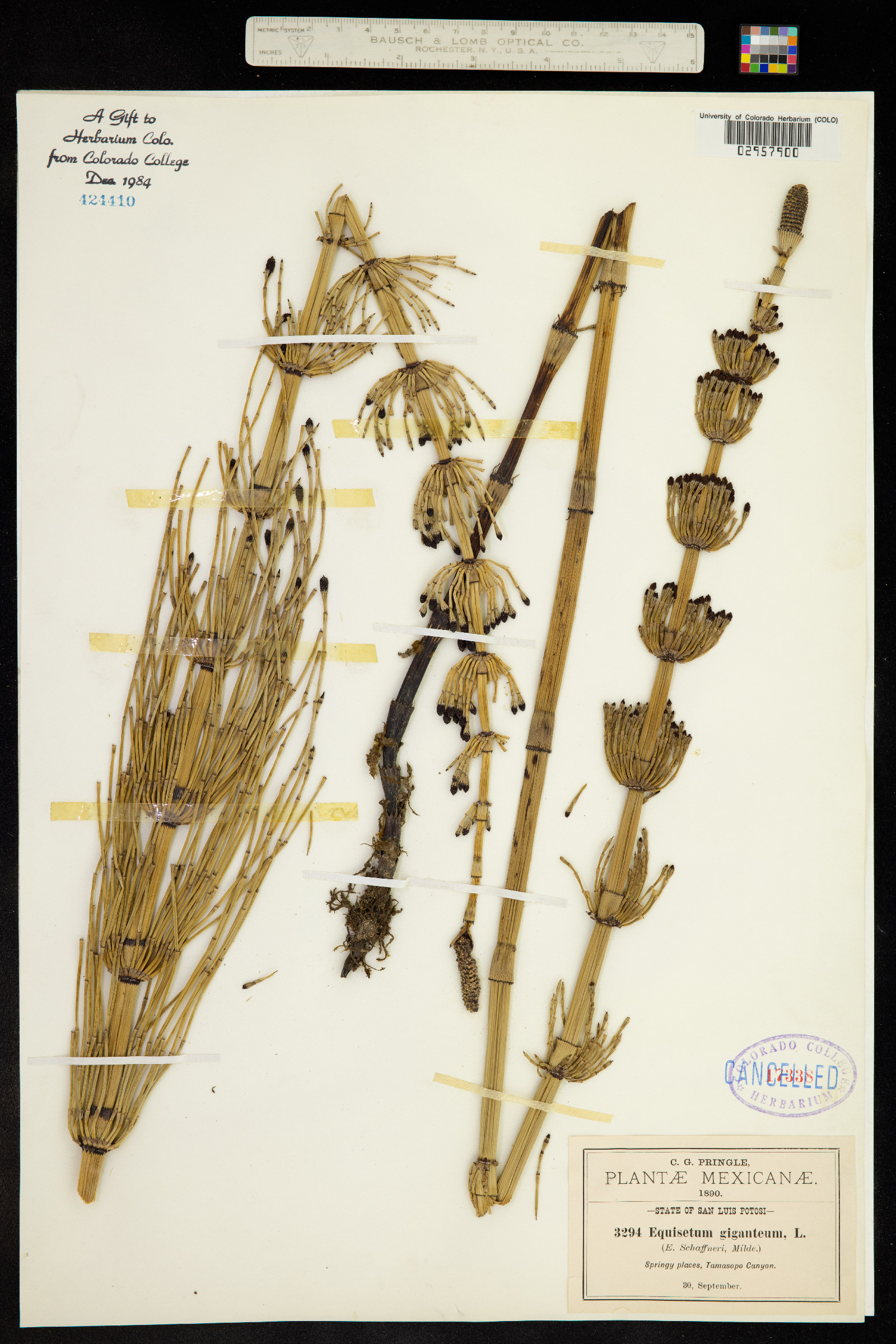 Equisetum giganteum image