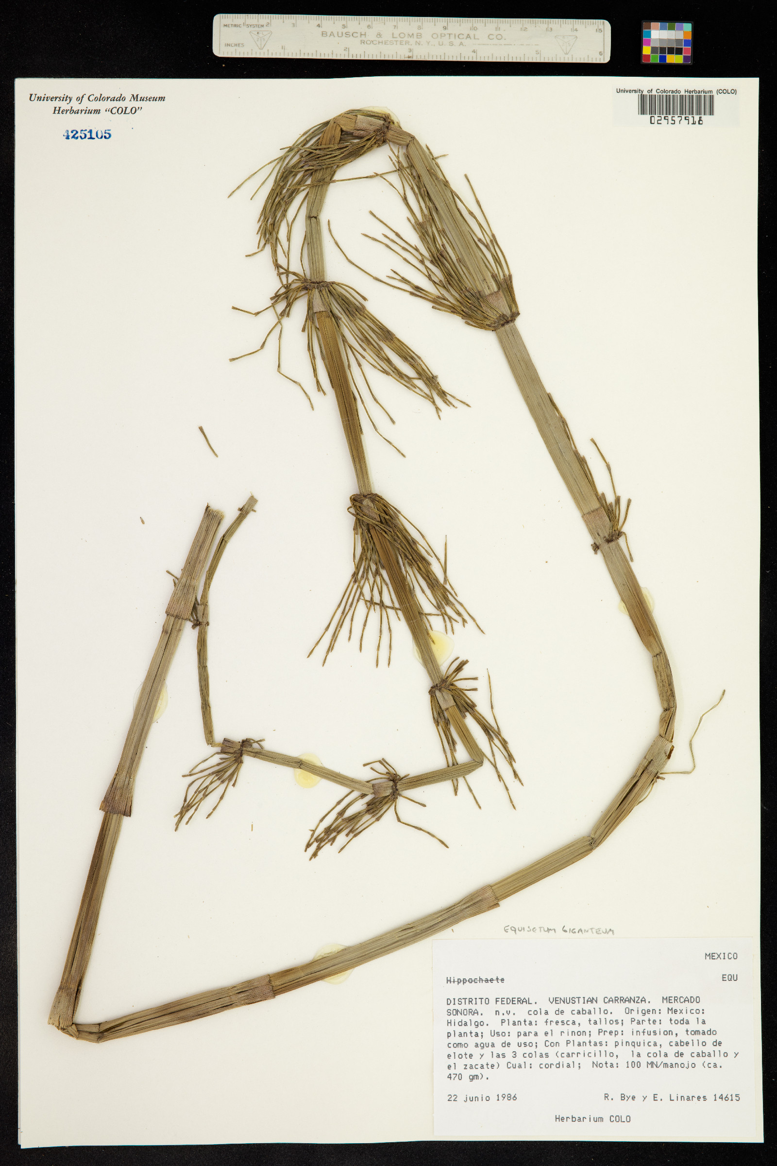 Equisetum giganteum image