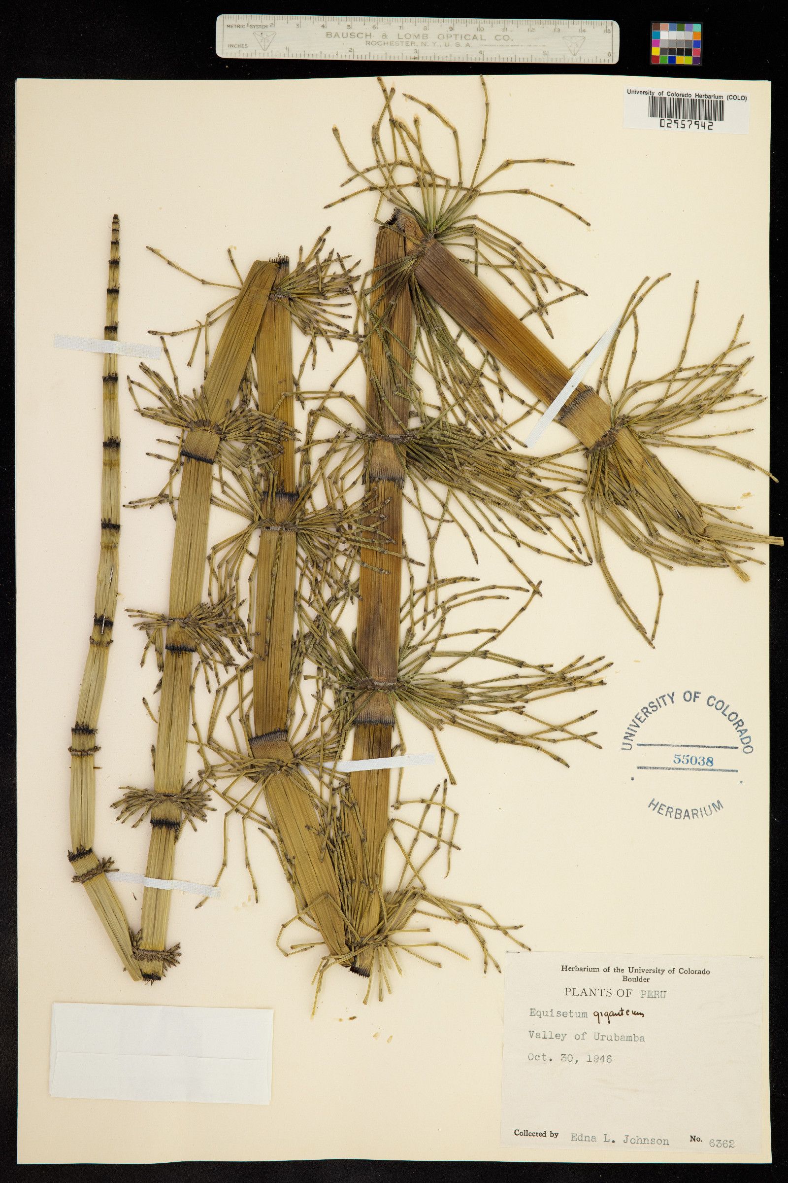 Equisetum giganteum image