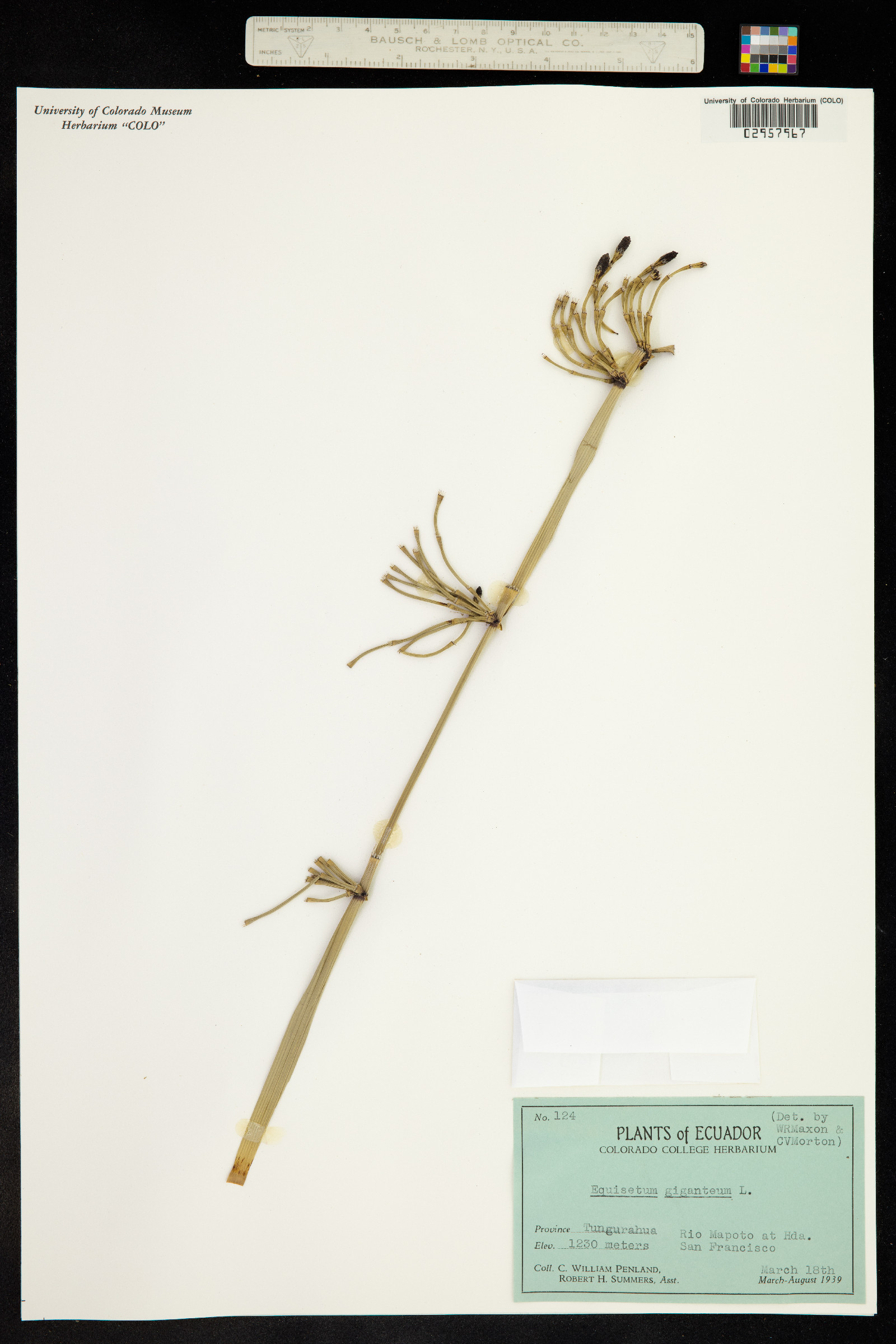 Equisetaceae image