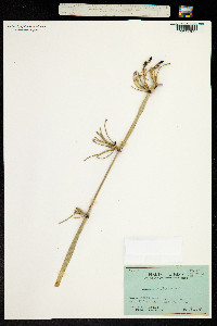 Equisetum giganteum image
