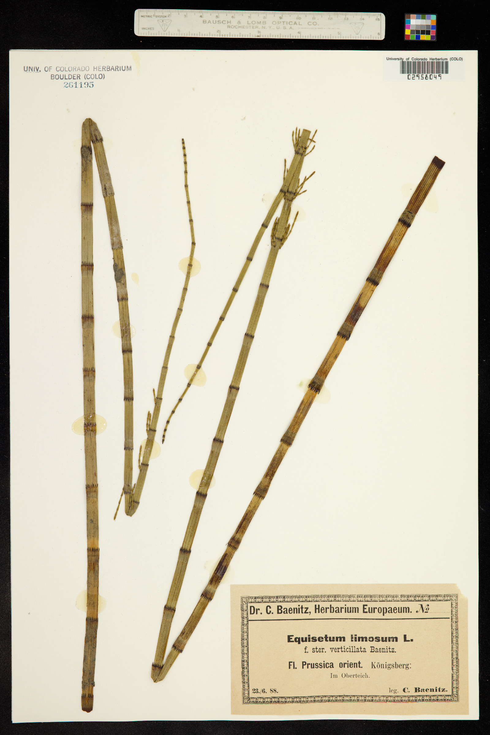 Equisetum fluviatile image