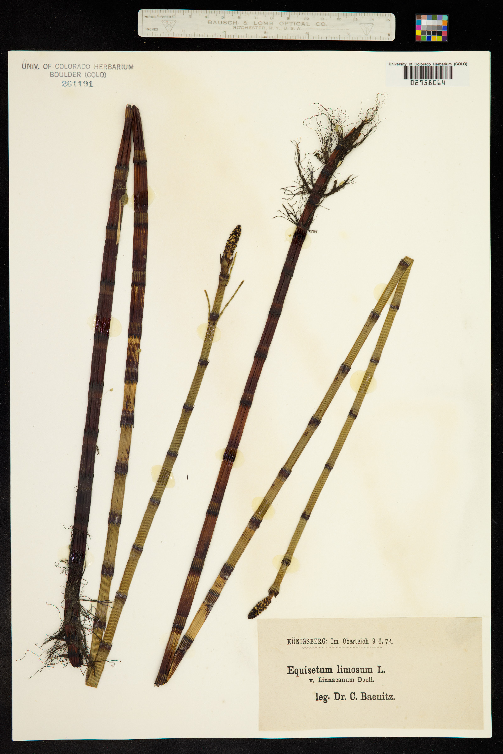 Equisetum fluviatile image