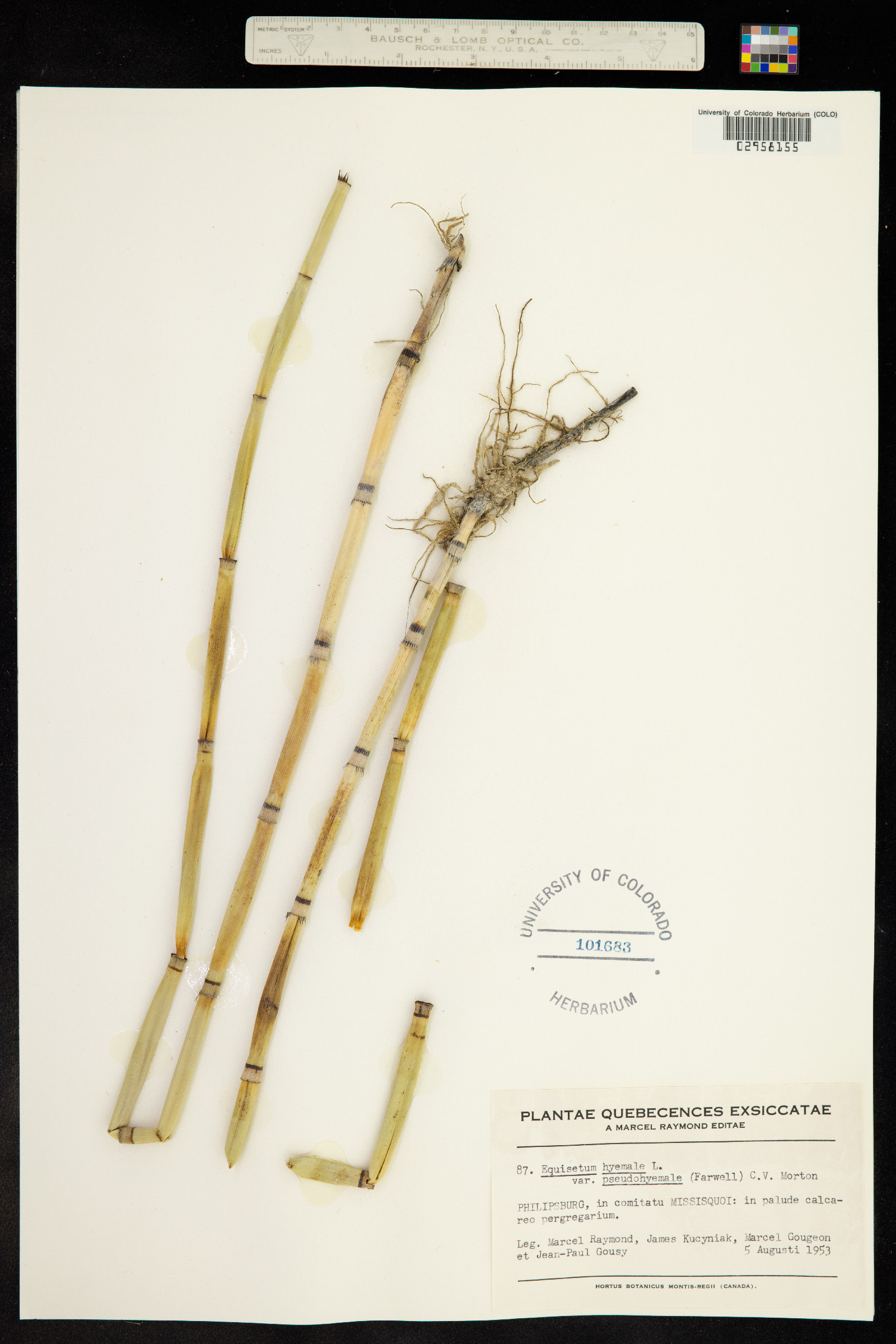 Equisetum hyemale ssp. affine image
