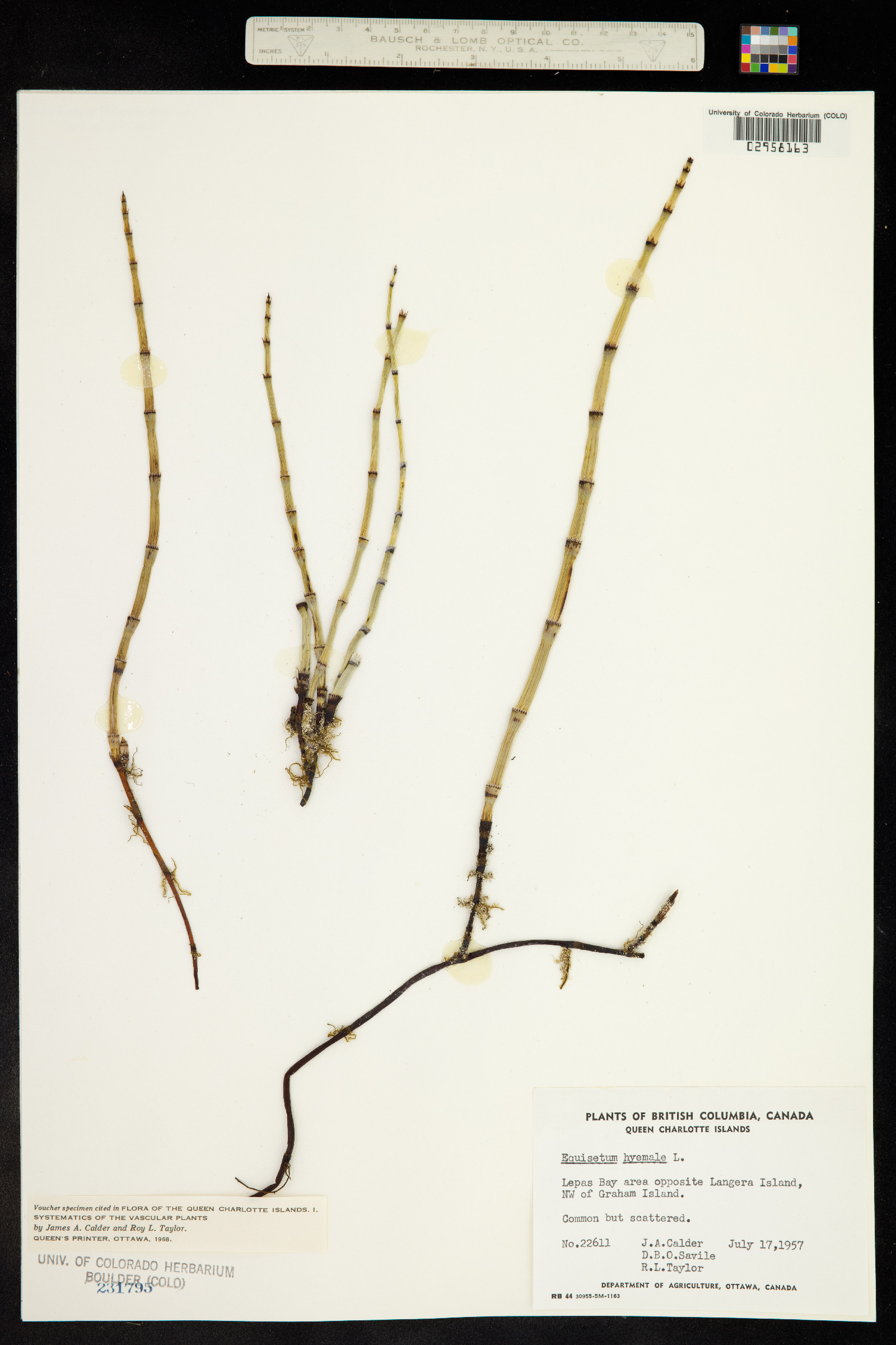 Equisetum hyemale ssp. affine image