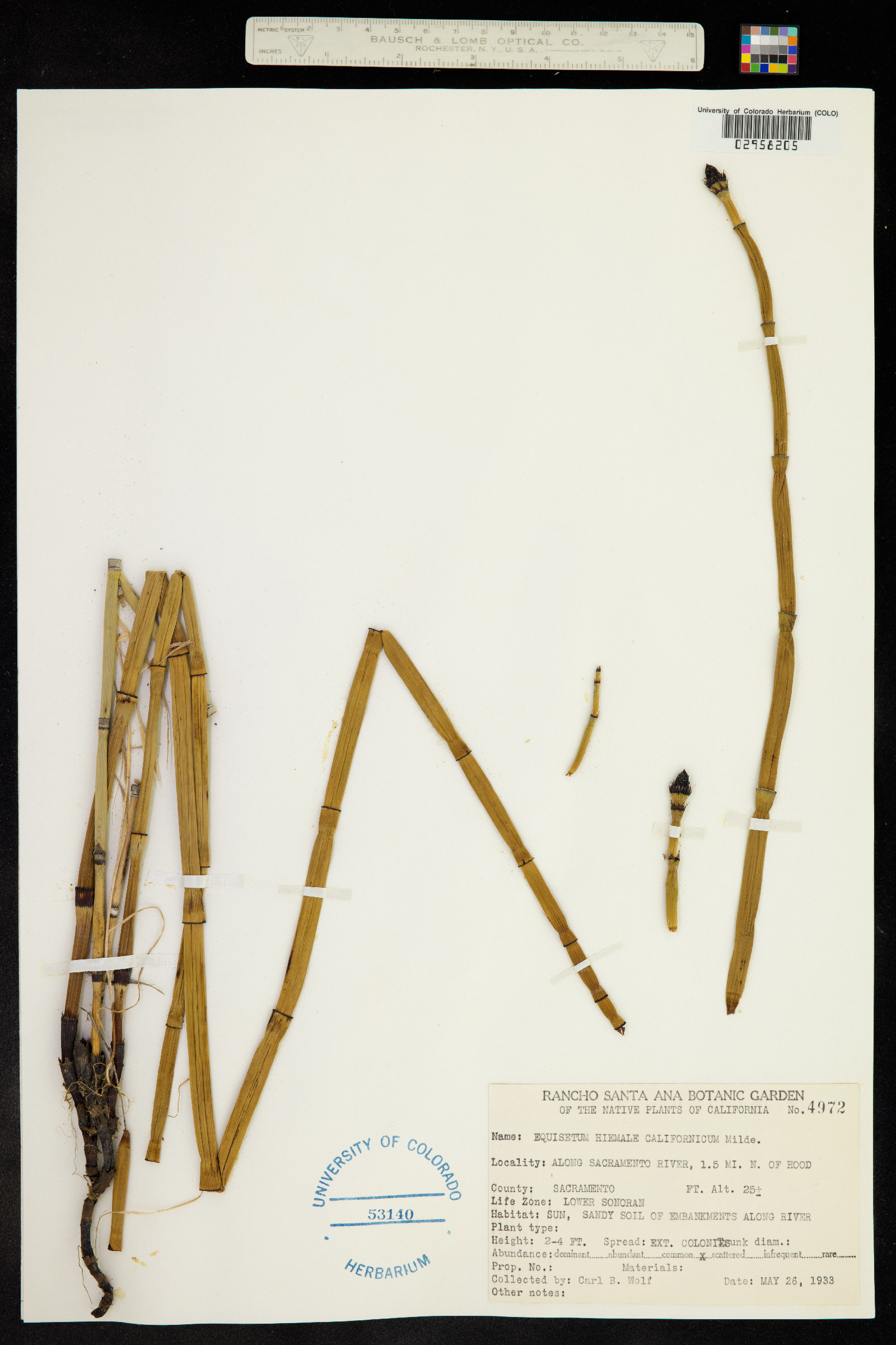 Equisetum hyemale image