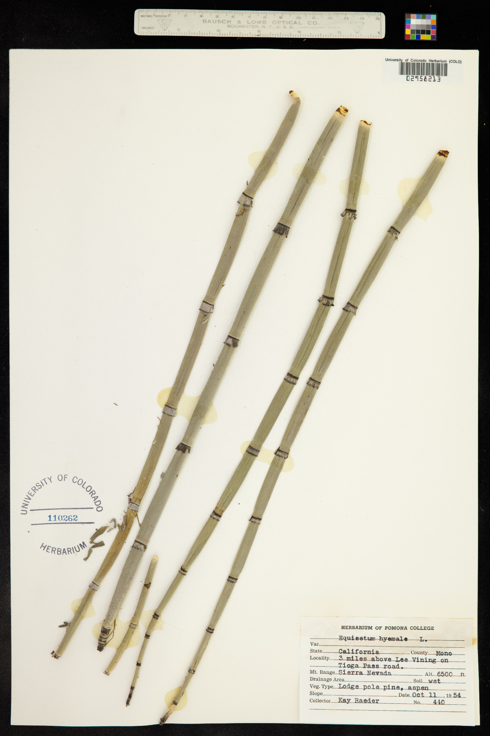 Equisetum hyemale ssp. affine image