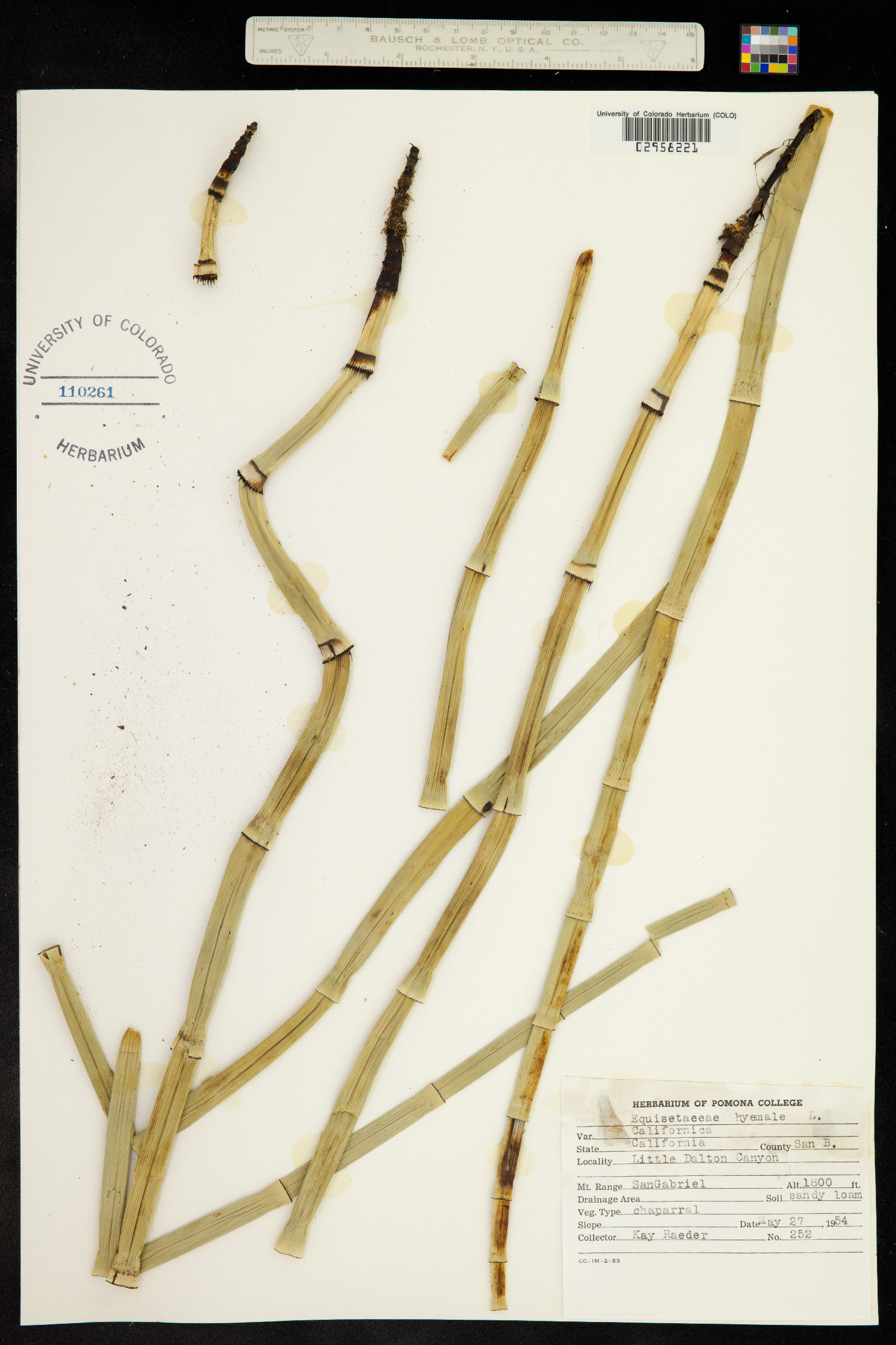 Equisetum hyemale ssp. affine image