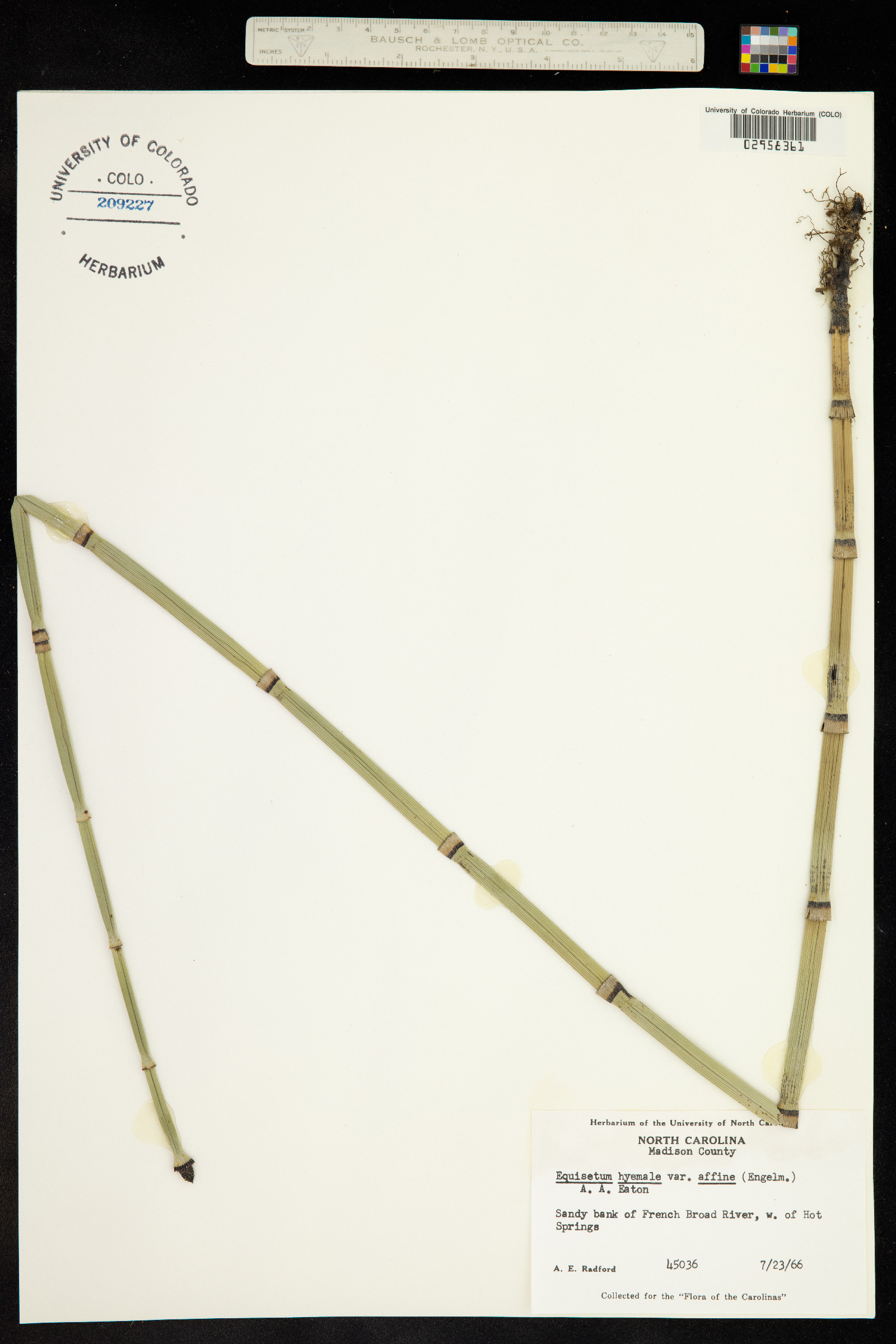 Equisetum hyemale ssp. affine image