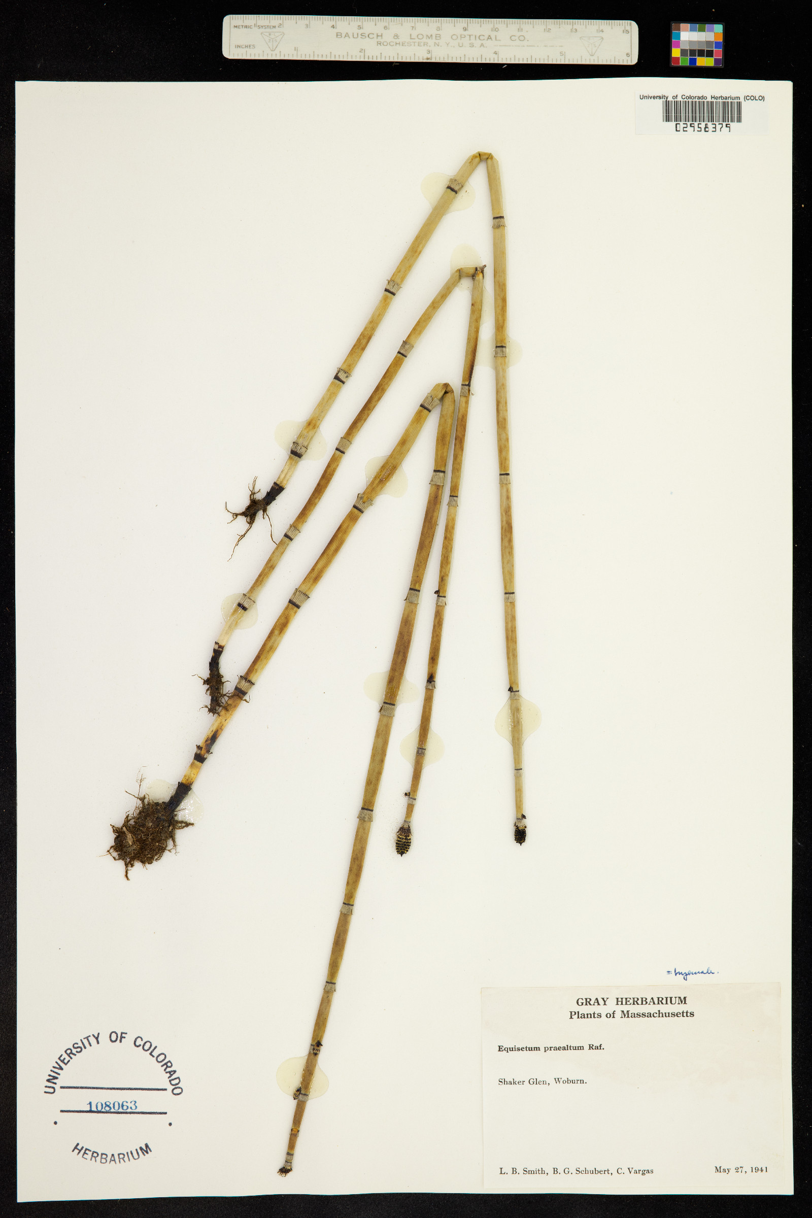 Equisetum hyemale ssp. affine image