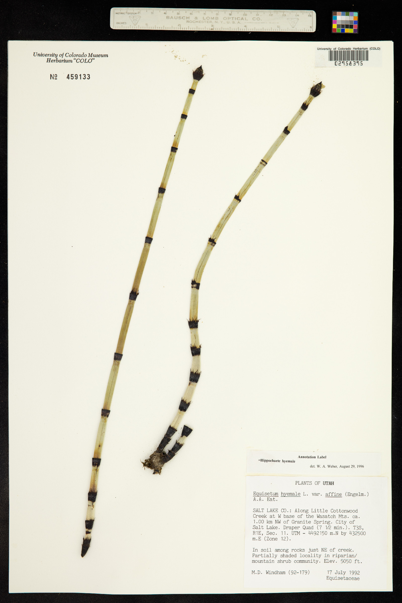 Equisetum hyemale ssp. affine image