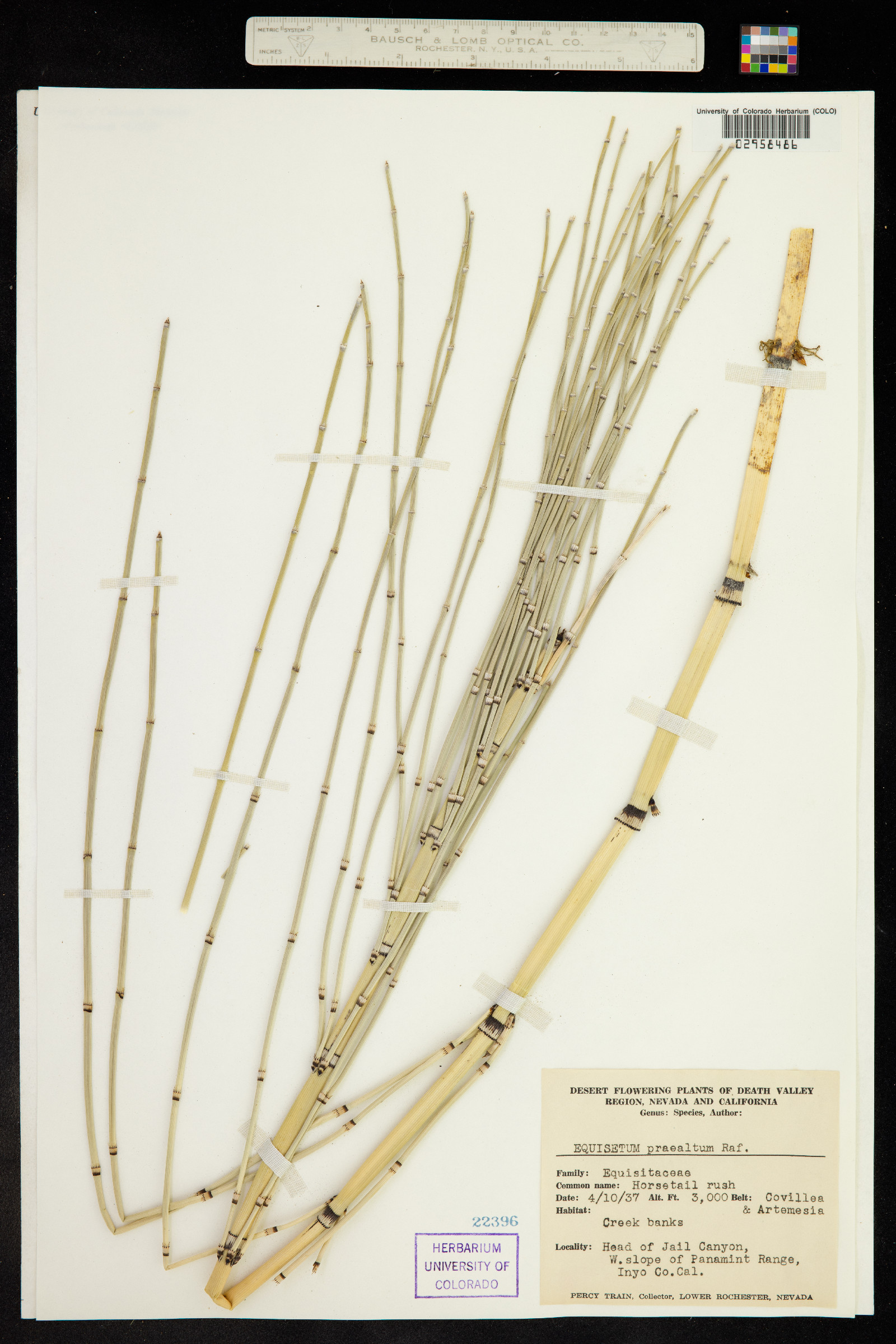 Equisetum hyemale image