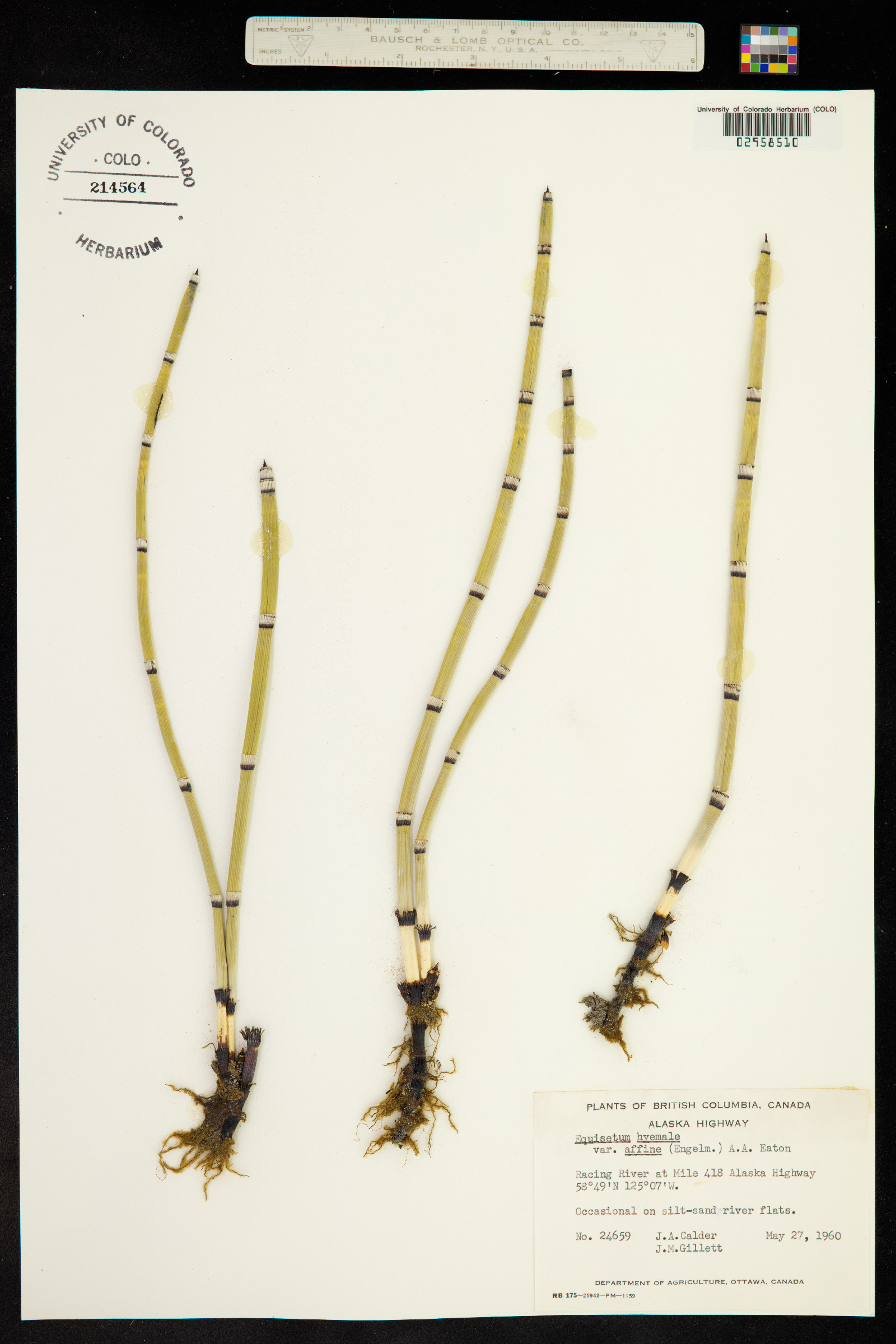 Equisetum hyemale ssp. affine image