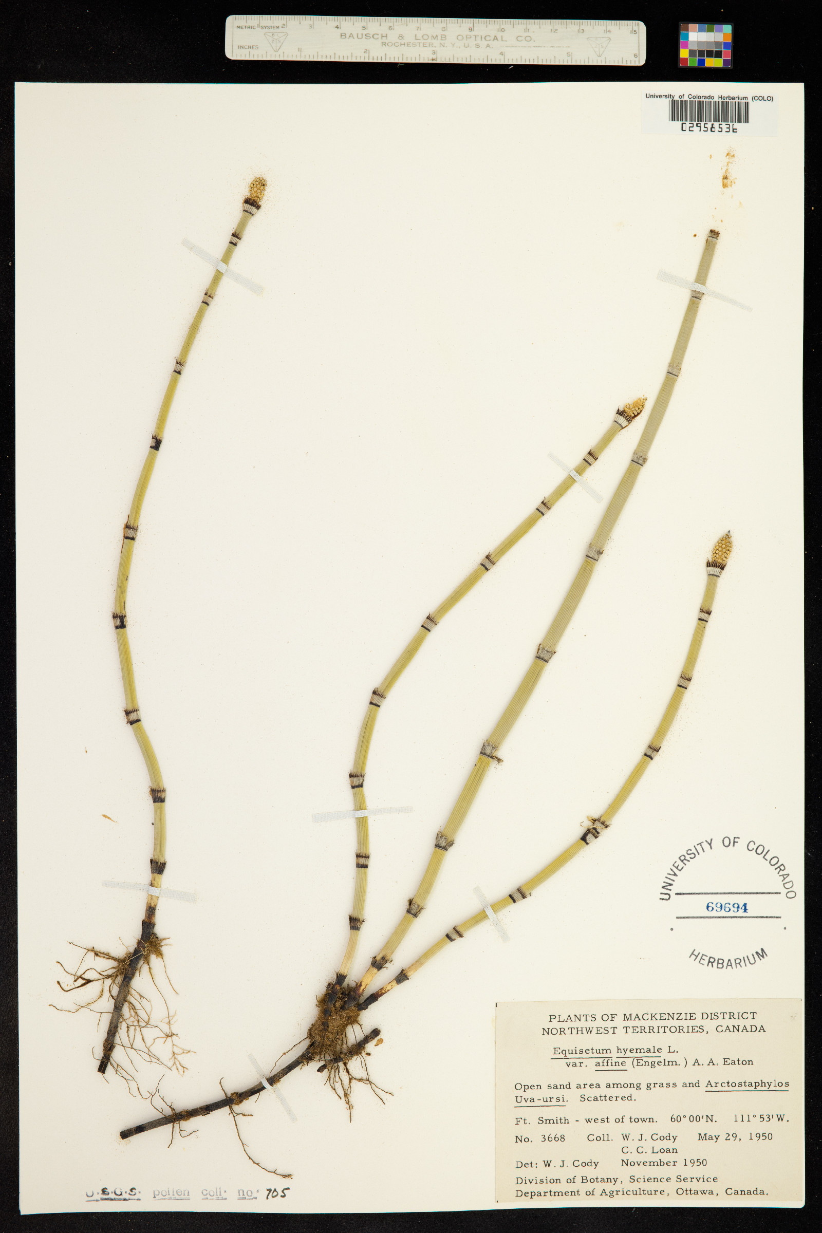 Equisetum hyemale ssp. affine image
