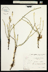 Equisetum hyemale ssp. affine image
