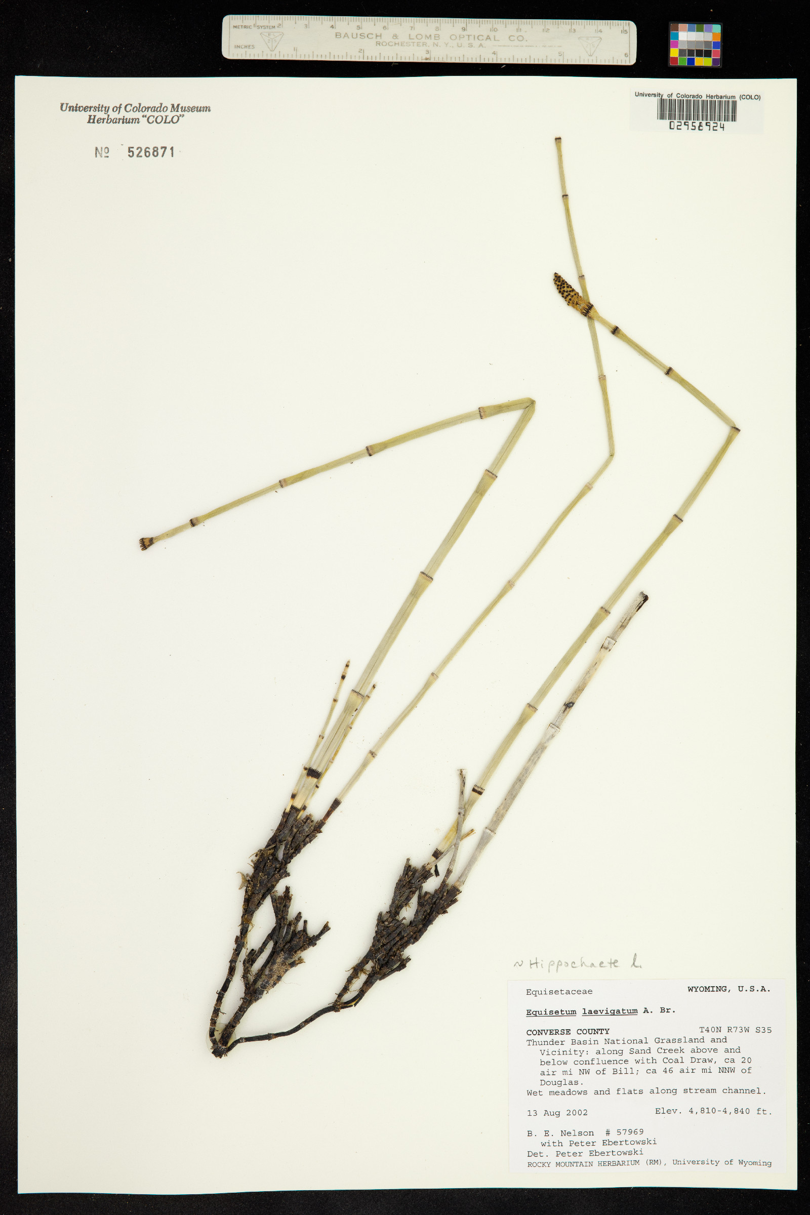 Hippochaete image