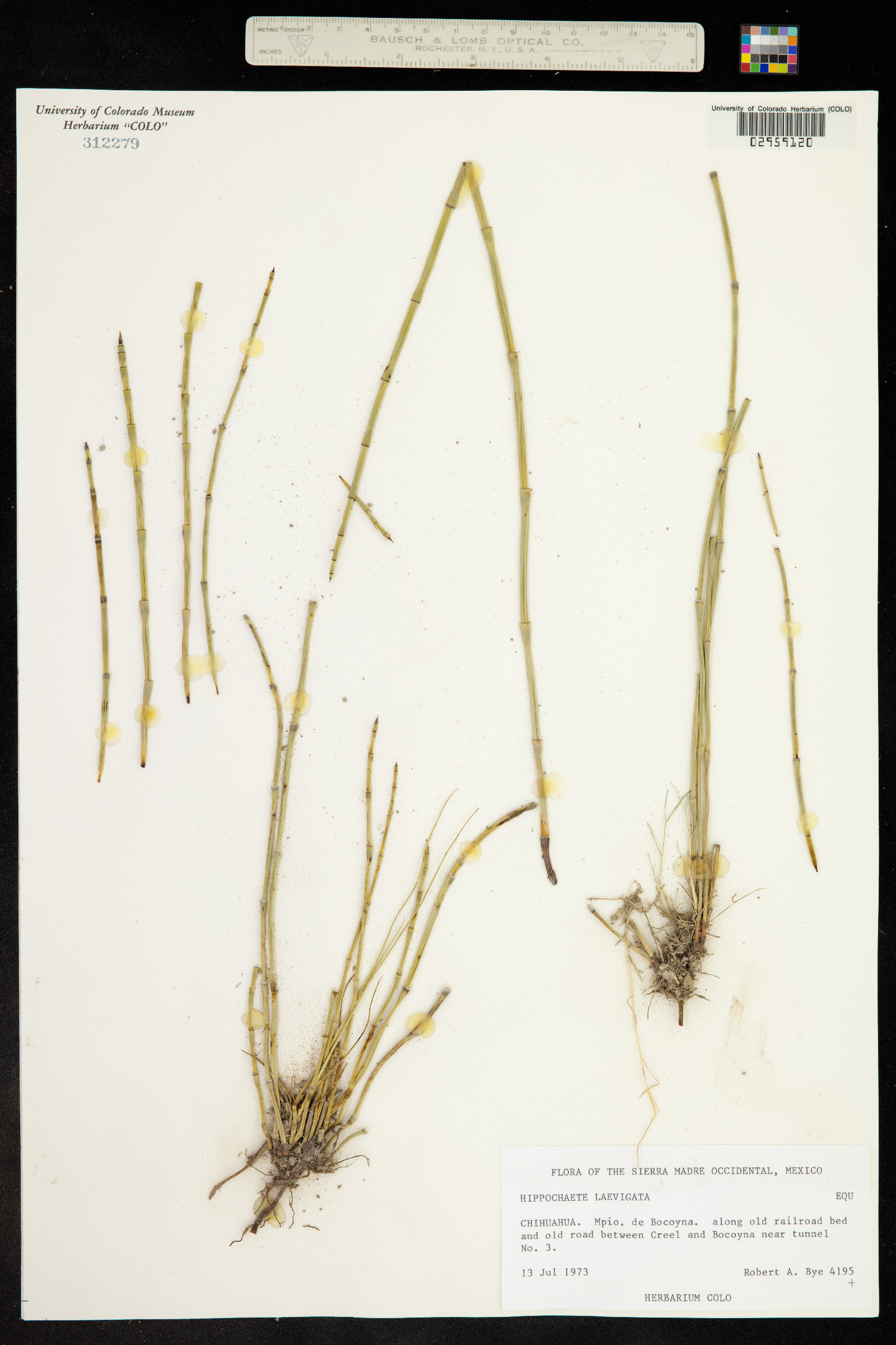 Equisetum image