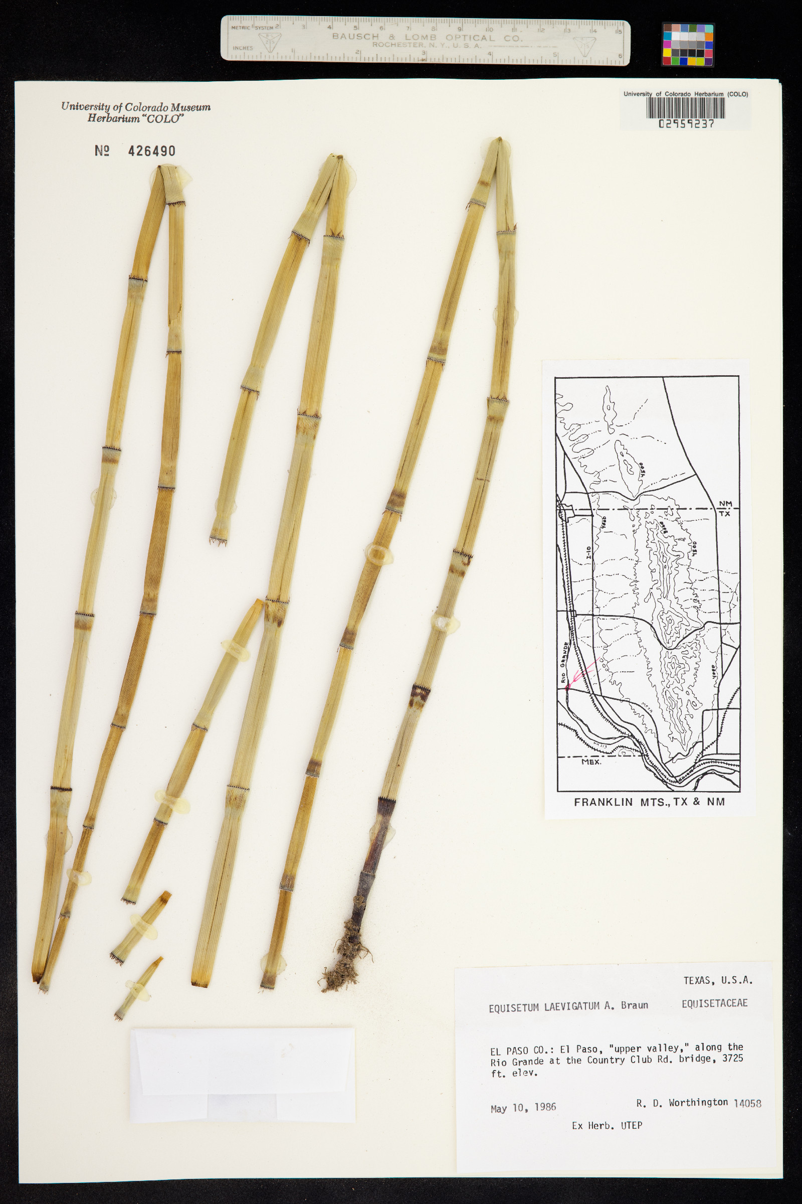 Equisetum laevigatum image