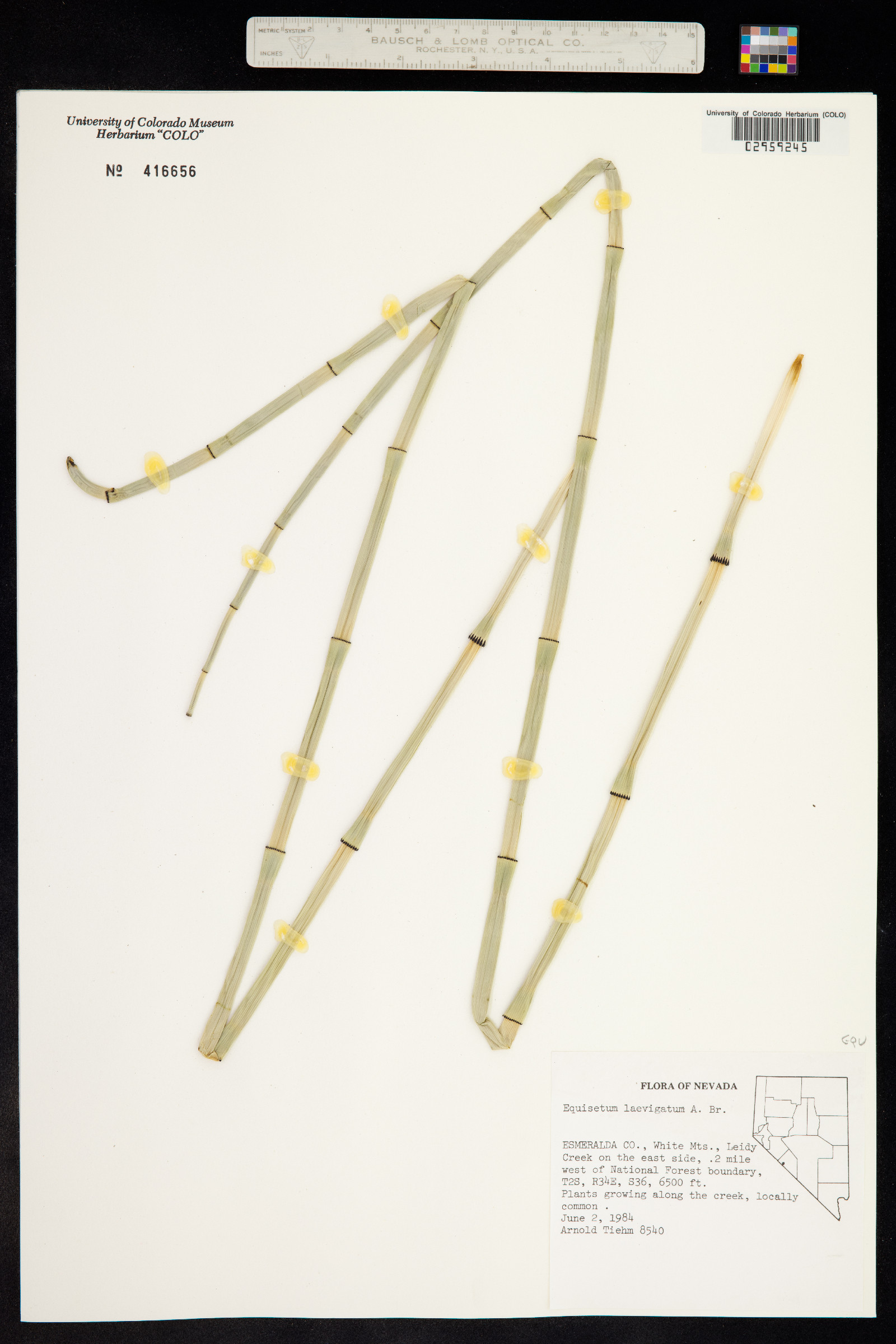 Equisetum laevigatum image