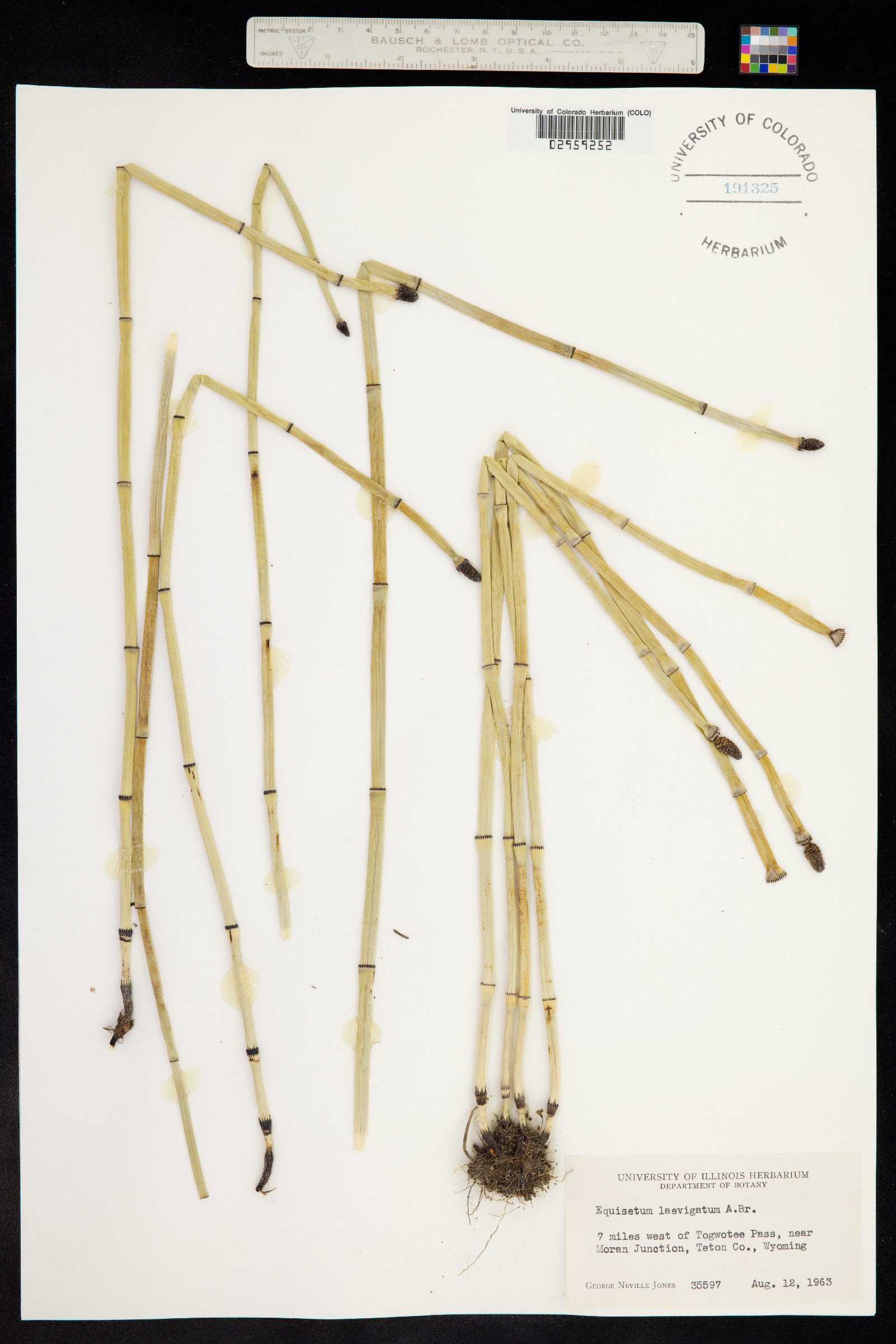 Equisetum laevigatum image
