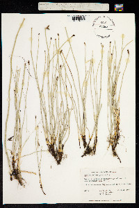 Equisetum laevigatum image