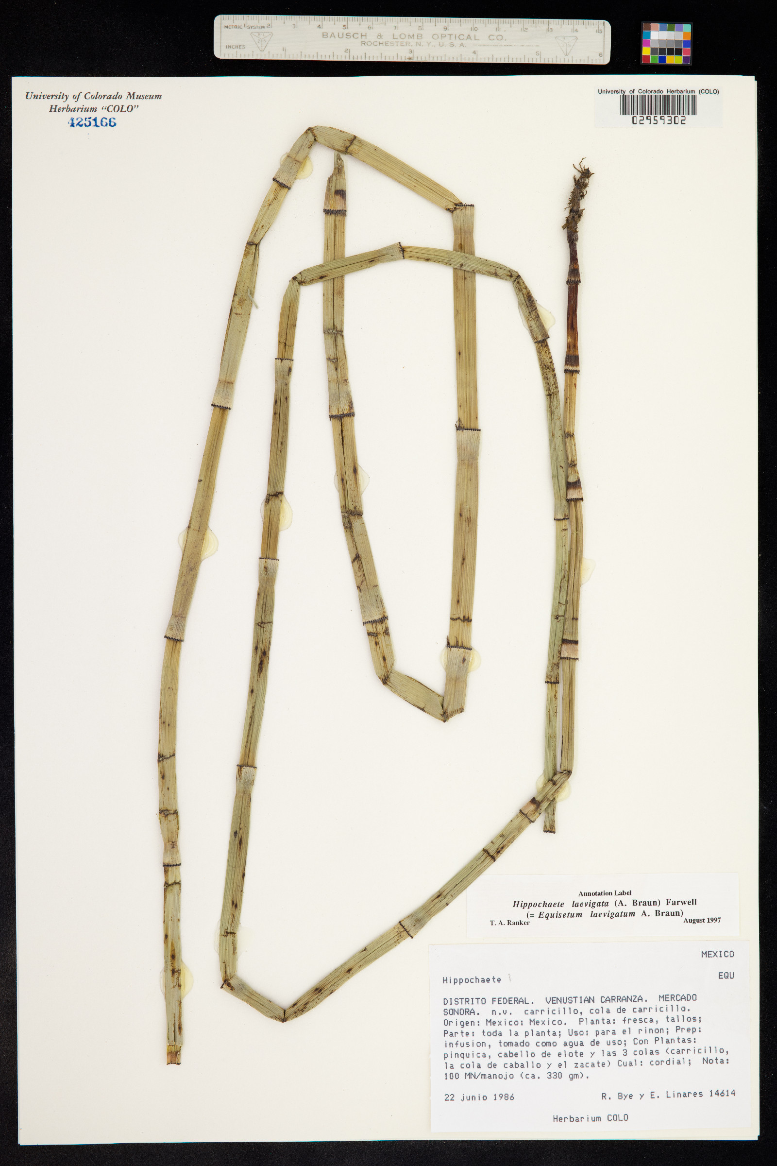 Equisetum laevigatum image