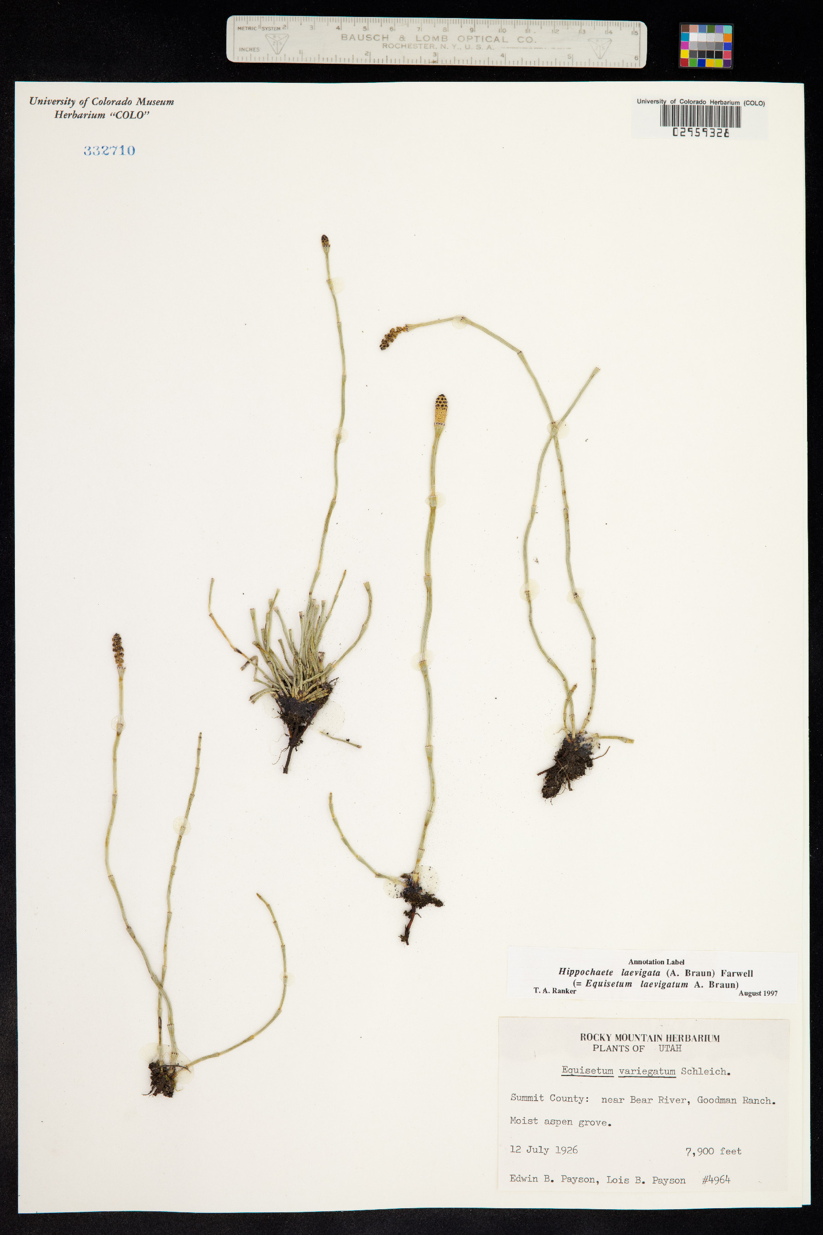 Equisetum laevigatum image