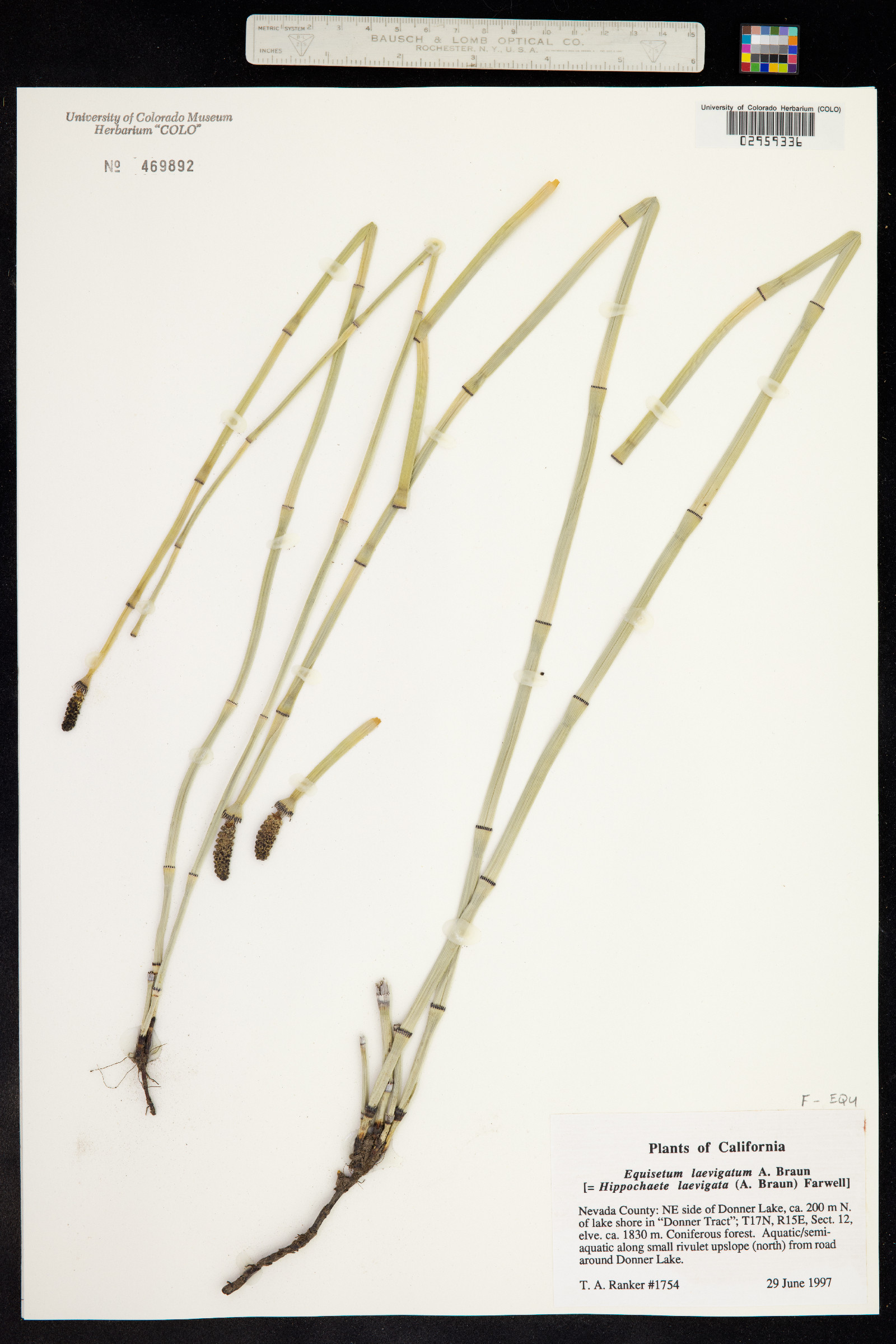 Equisetum laevigatum image