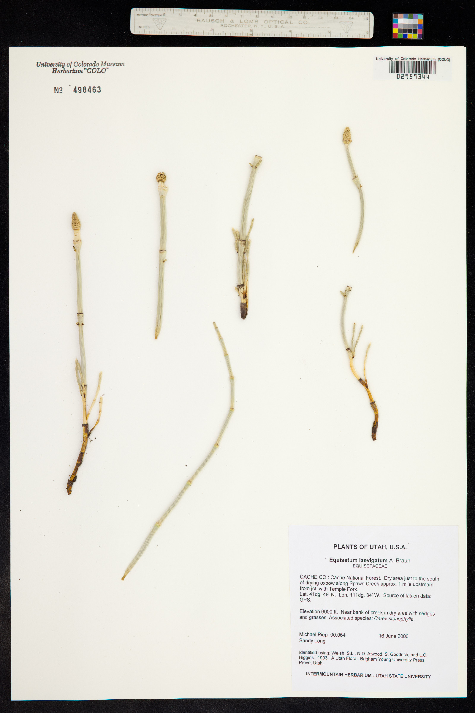 Equisetum laevigatum image